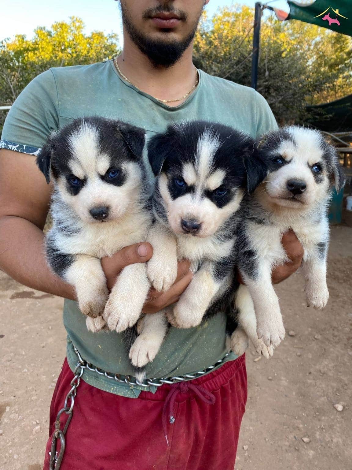 Ruhsatli Üreti̇m Çi̇ftli̇ği̇nden Husky Yavrular