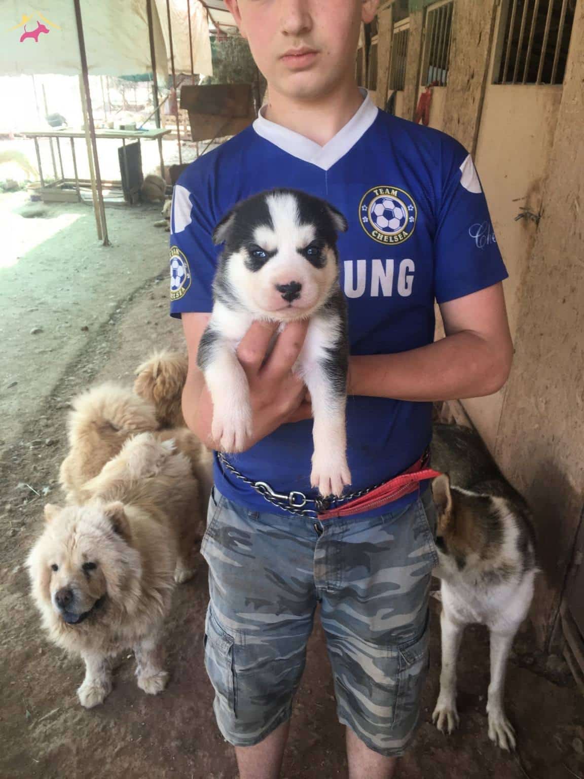 Ruhsatli Üreti̇m Çi̇ftli̇ği̇nden Husky Yavrular