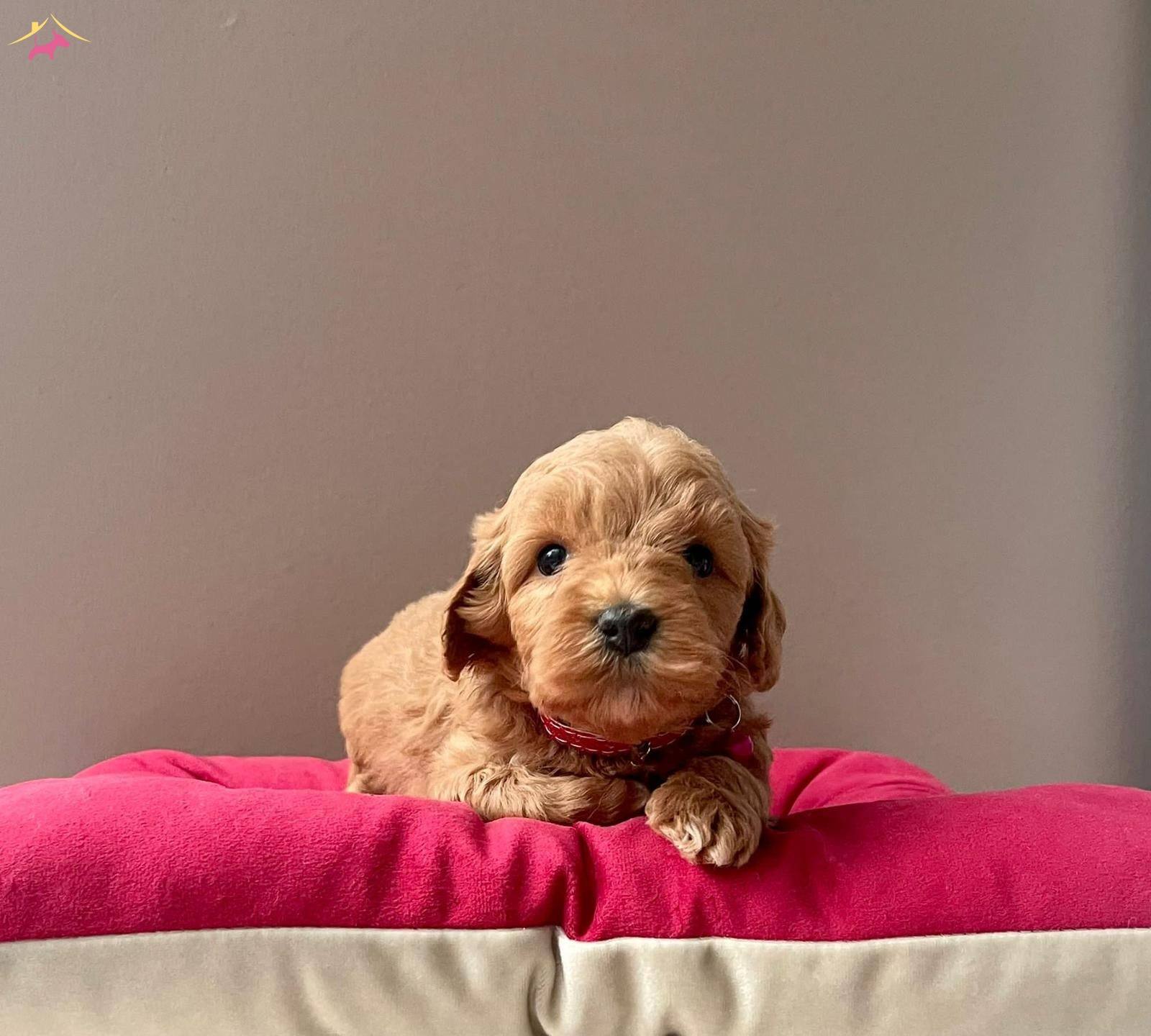 A Kalite Maltipoo Yavrularımiz