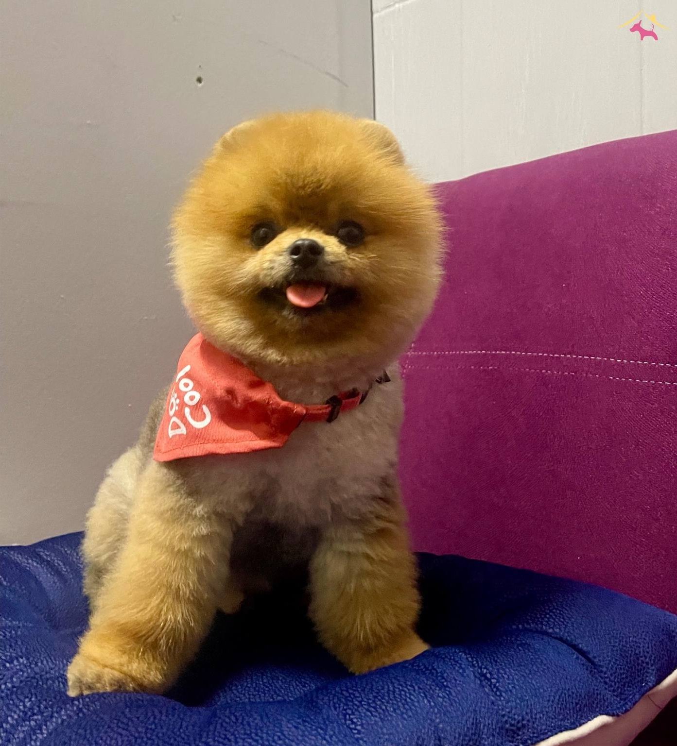 Pomeranian Boo Teddy Bear Ayı Surat Yetiskinler