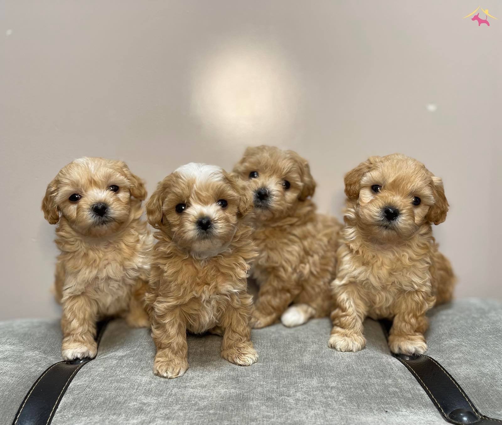 Maltiooo F2 Safkan Anne Babaların Yavruları