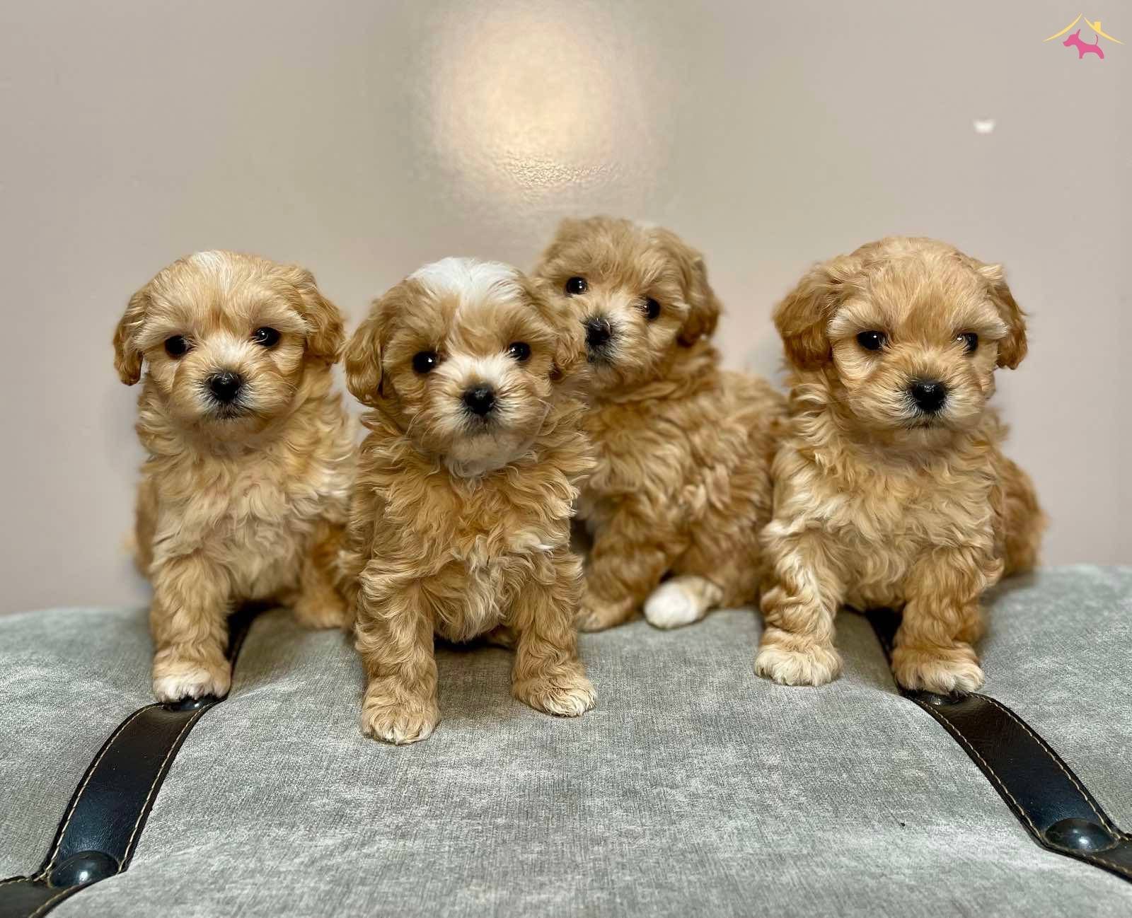 Maltiooo F2 Safkan Anne Babaların Yavruları