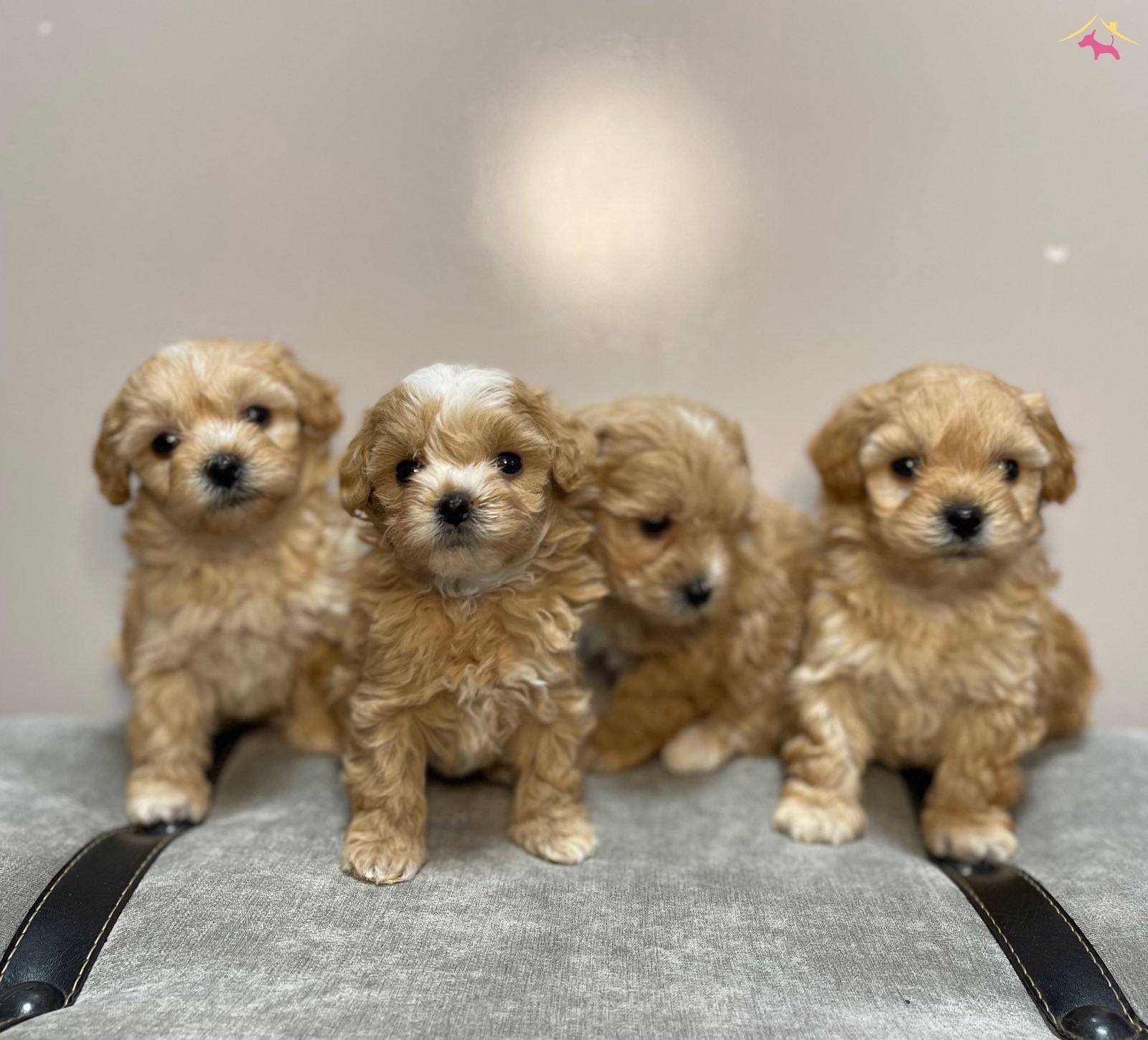 Maltiooo F2 Safkan Anne Babaların Yavruları