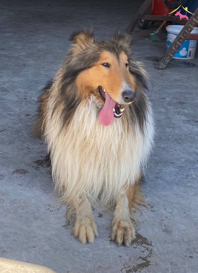 Rough Collie Lassie Irk Ve Sağlık Garantili Yavrularımız