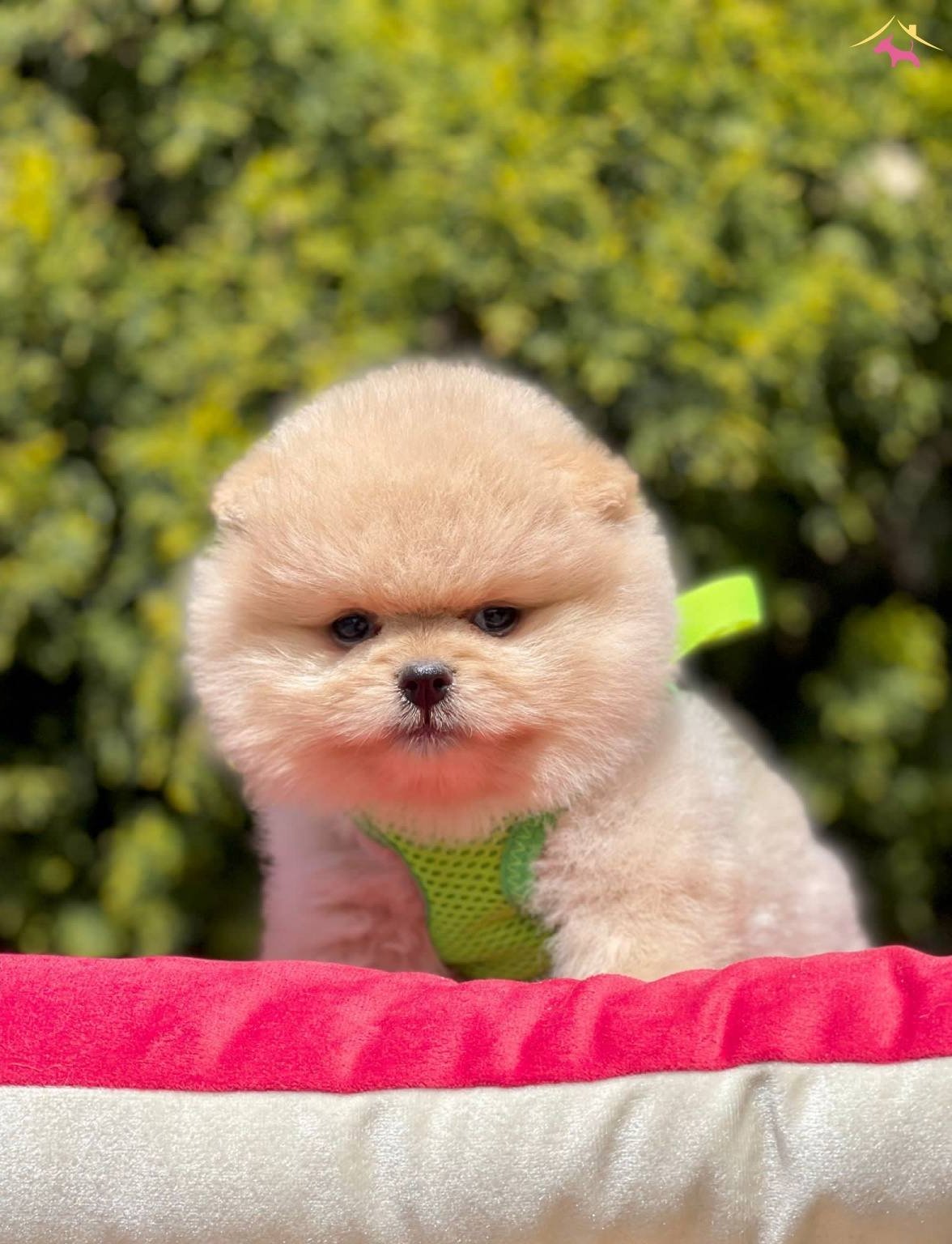 Teddy Bear Pomeranian Boo