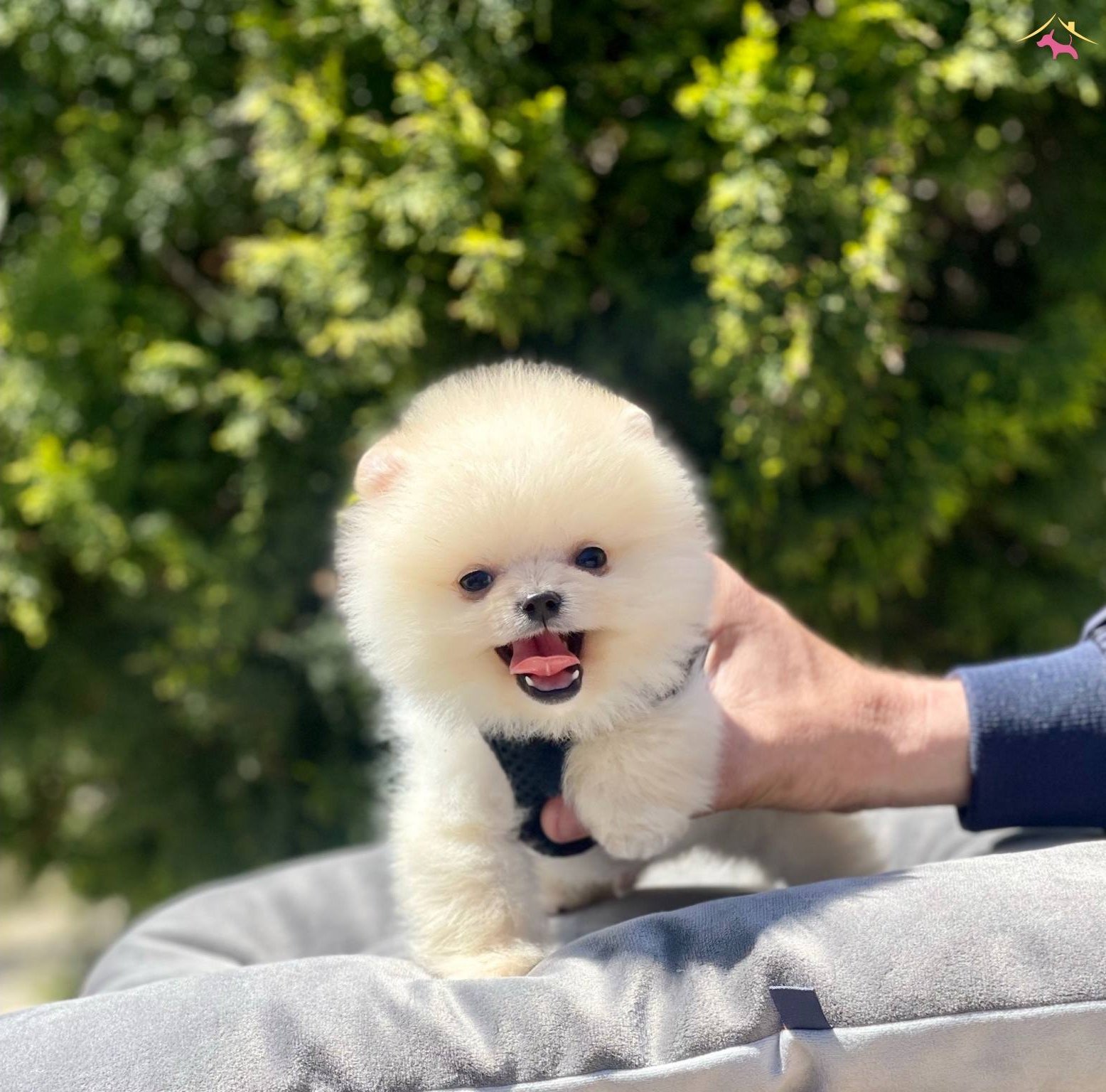 Pomeranian Boo Ayı Surat Gülen Surat Yavrularımız