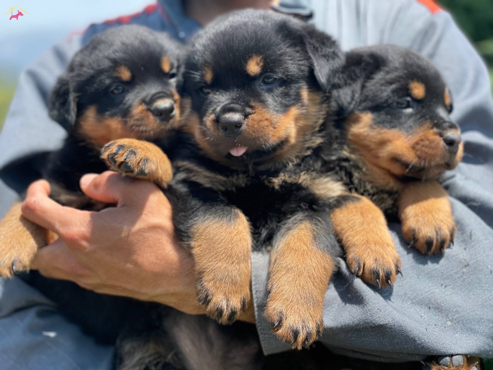 Koca Kafa Rottweiler Bebekler