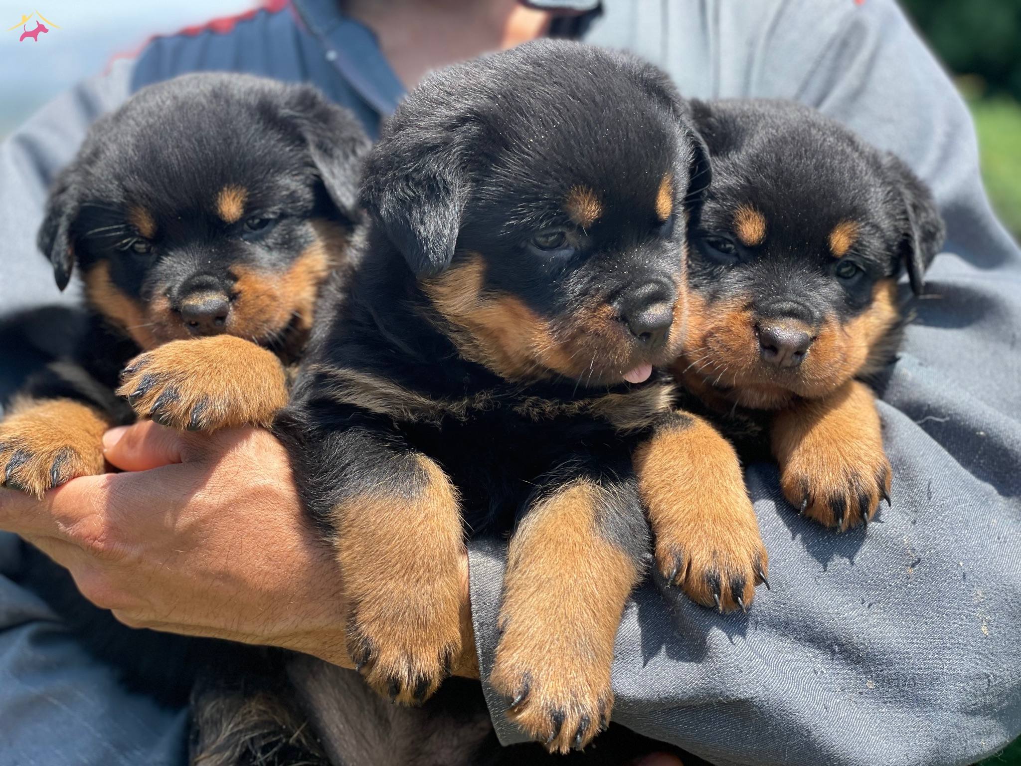 Koca Kafa Rottweiler Bebekler