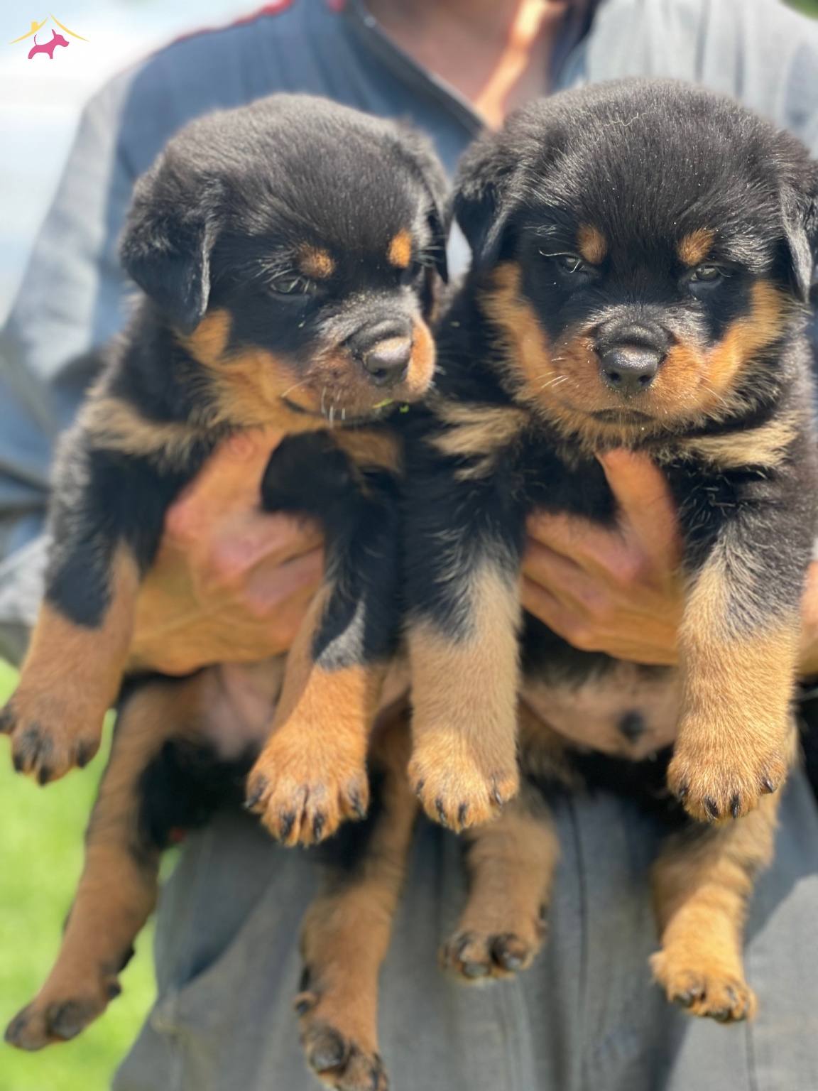 Koca Kafa Rottweiler Bebekler