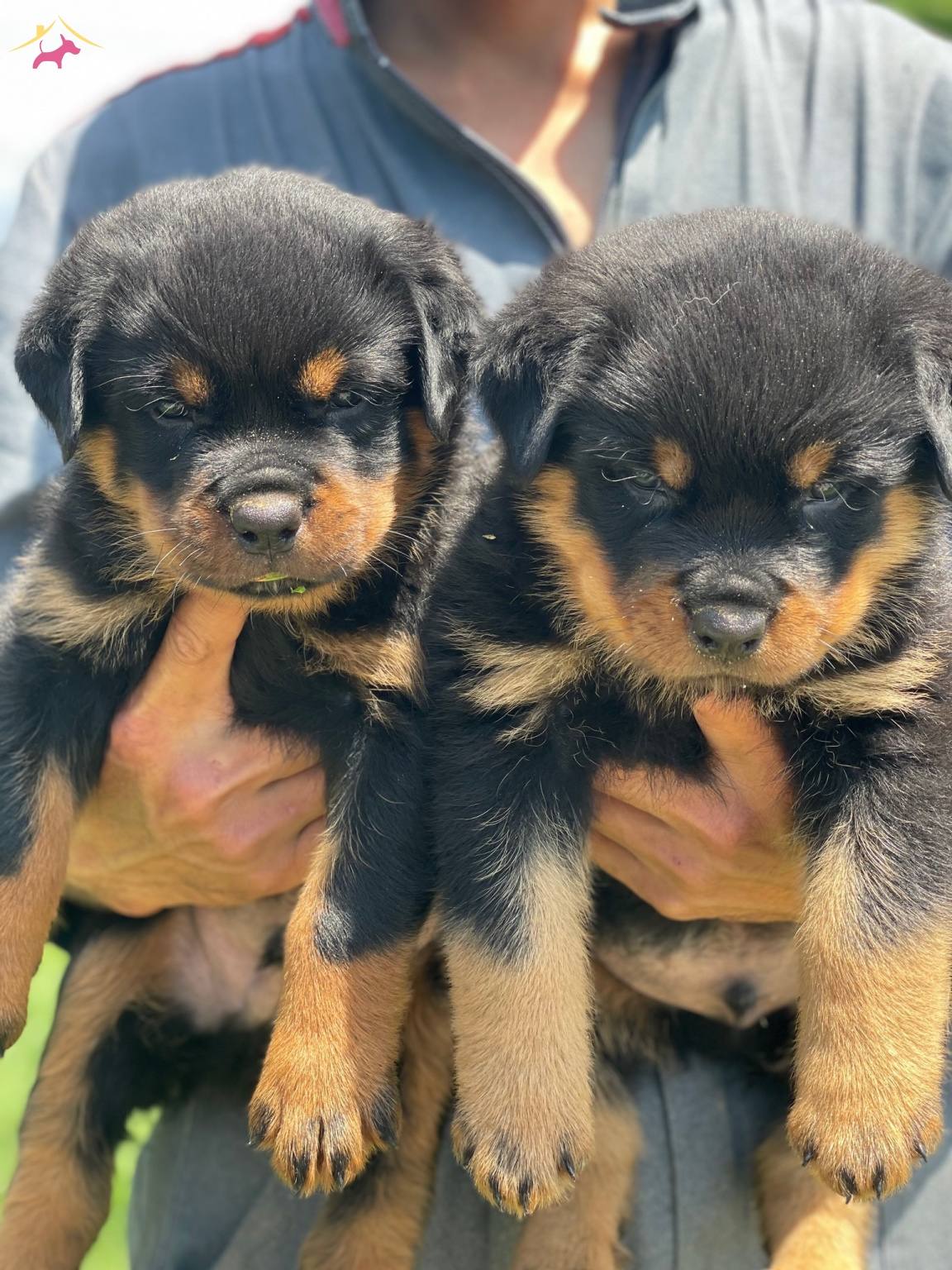 Koca Kafa Rottweiler Bebekler