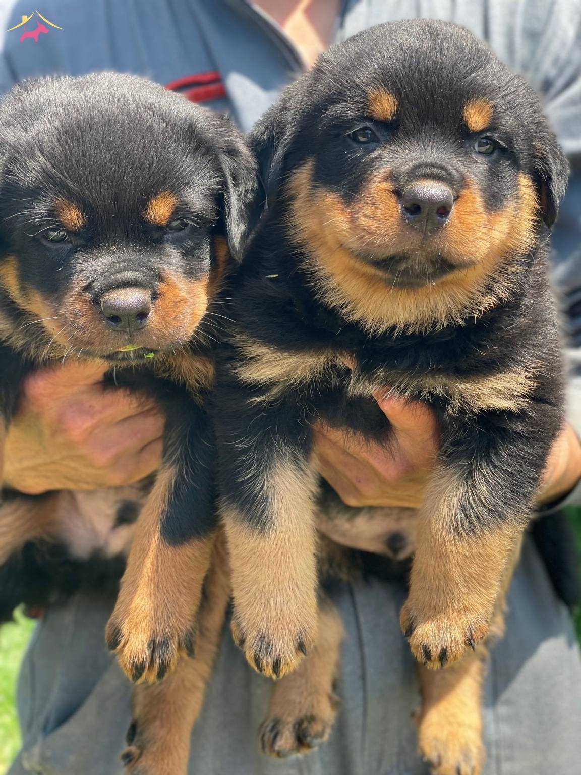 Koca Kafa Rottweiler Bebekler