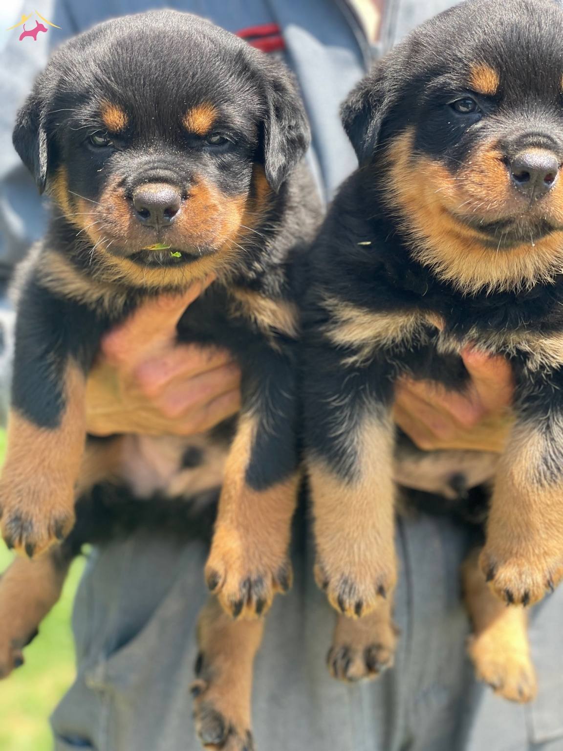 Koca Kafa Rottweiler Bebekler