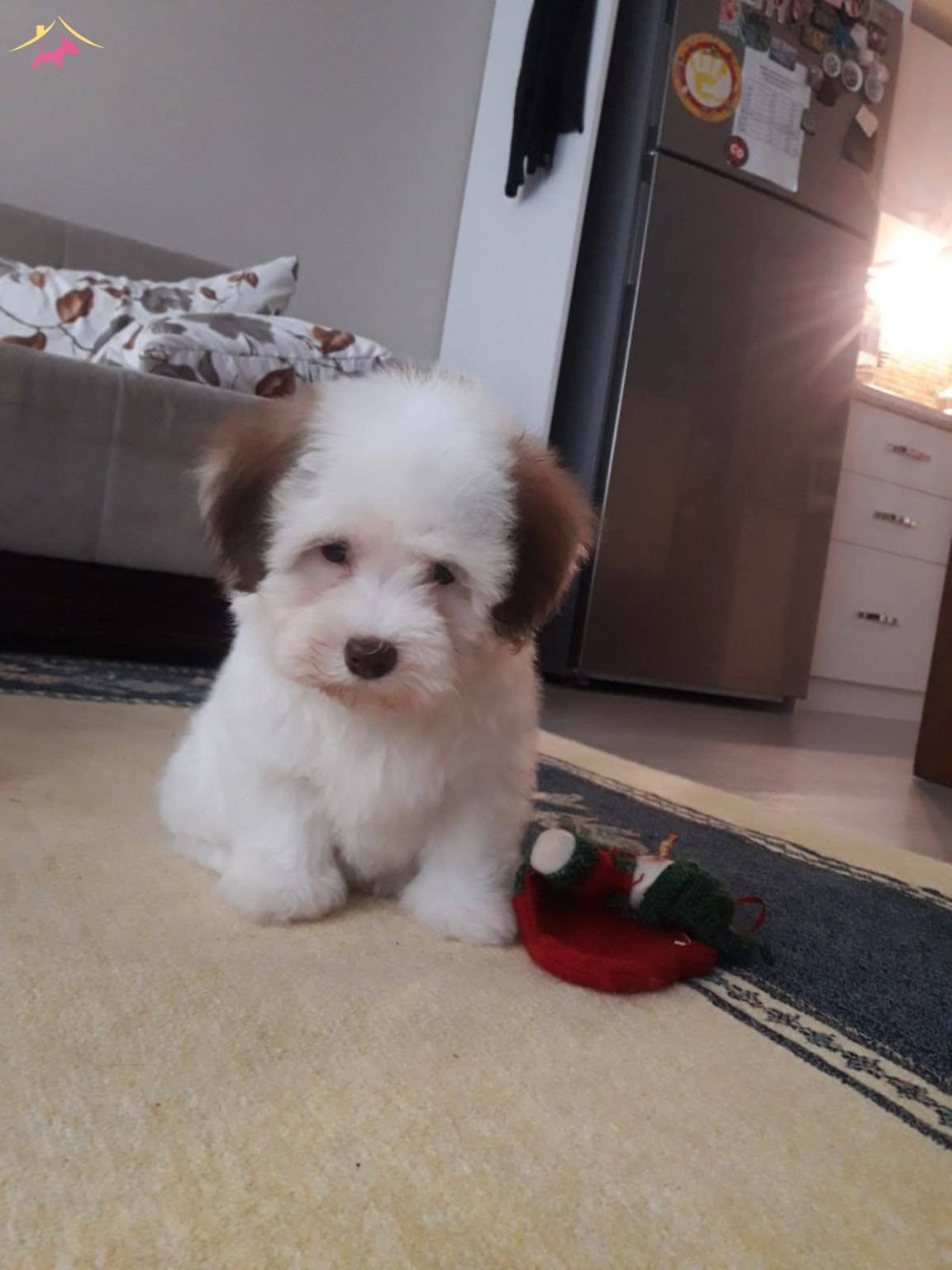 Malti̇po Ci̇nsi̇ Bebeklerimiz