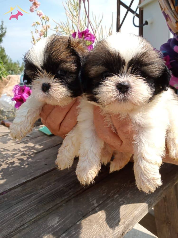 Muhteşem Shih Tzu Yavrularım