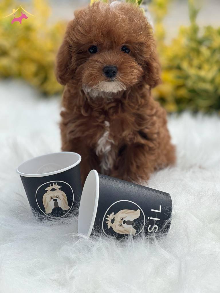 Sevimli Oyuncu Maltipoo Lar