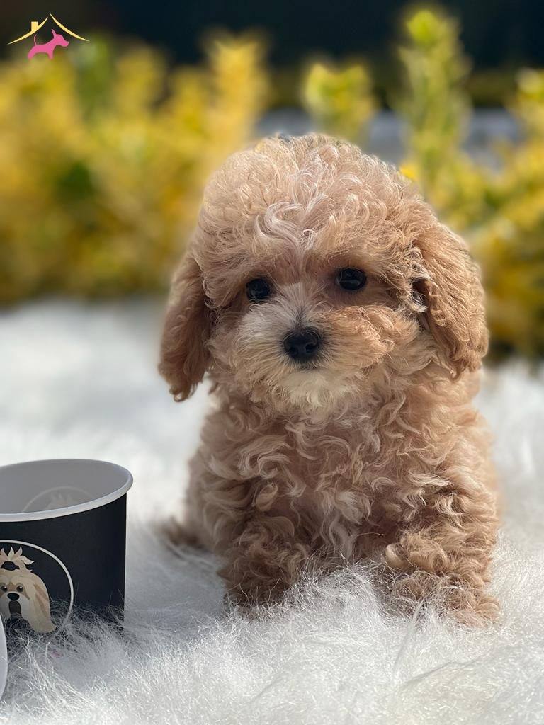 Sevimli Oyuncu Maltipoo Lar