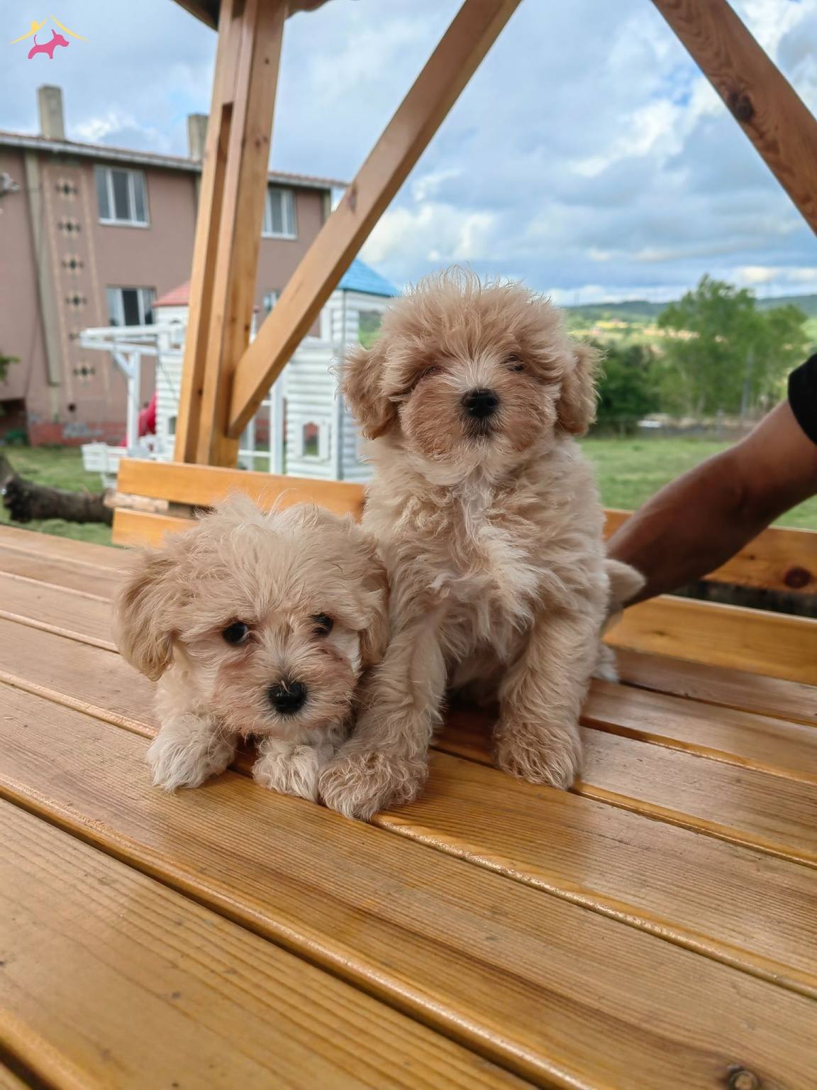 Sevimli Oyuncu Maltipoo Lar