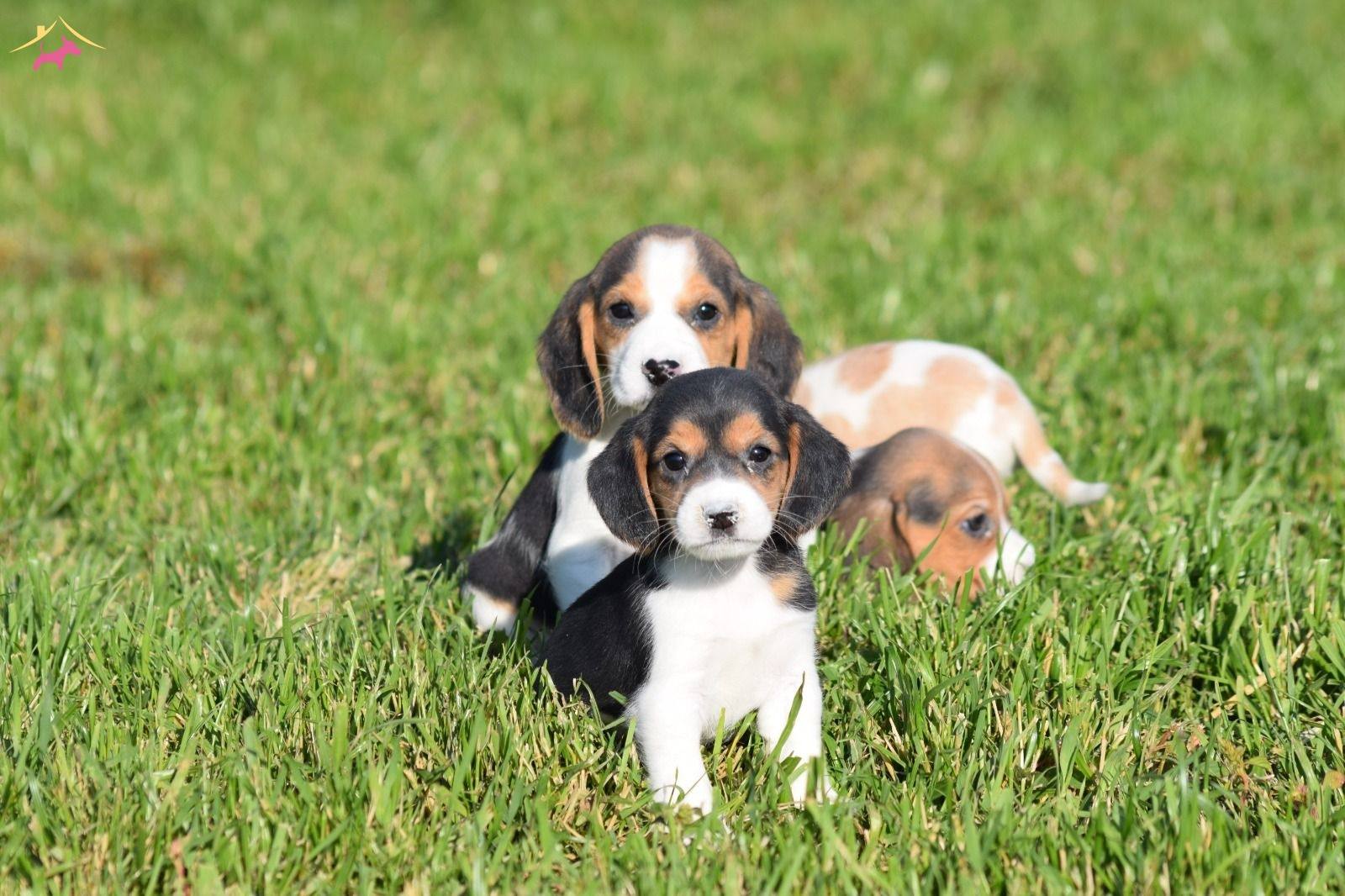 Irk Ve Sağlık Garantili Beagle Yavrular