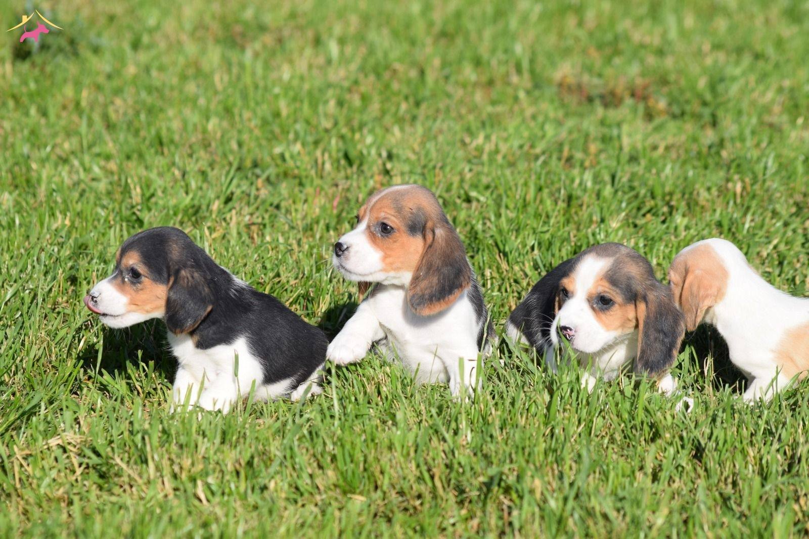 Irk Ve Sağlık Garantili Beagle Yavrular