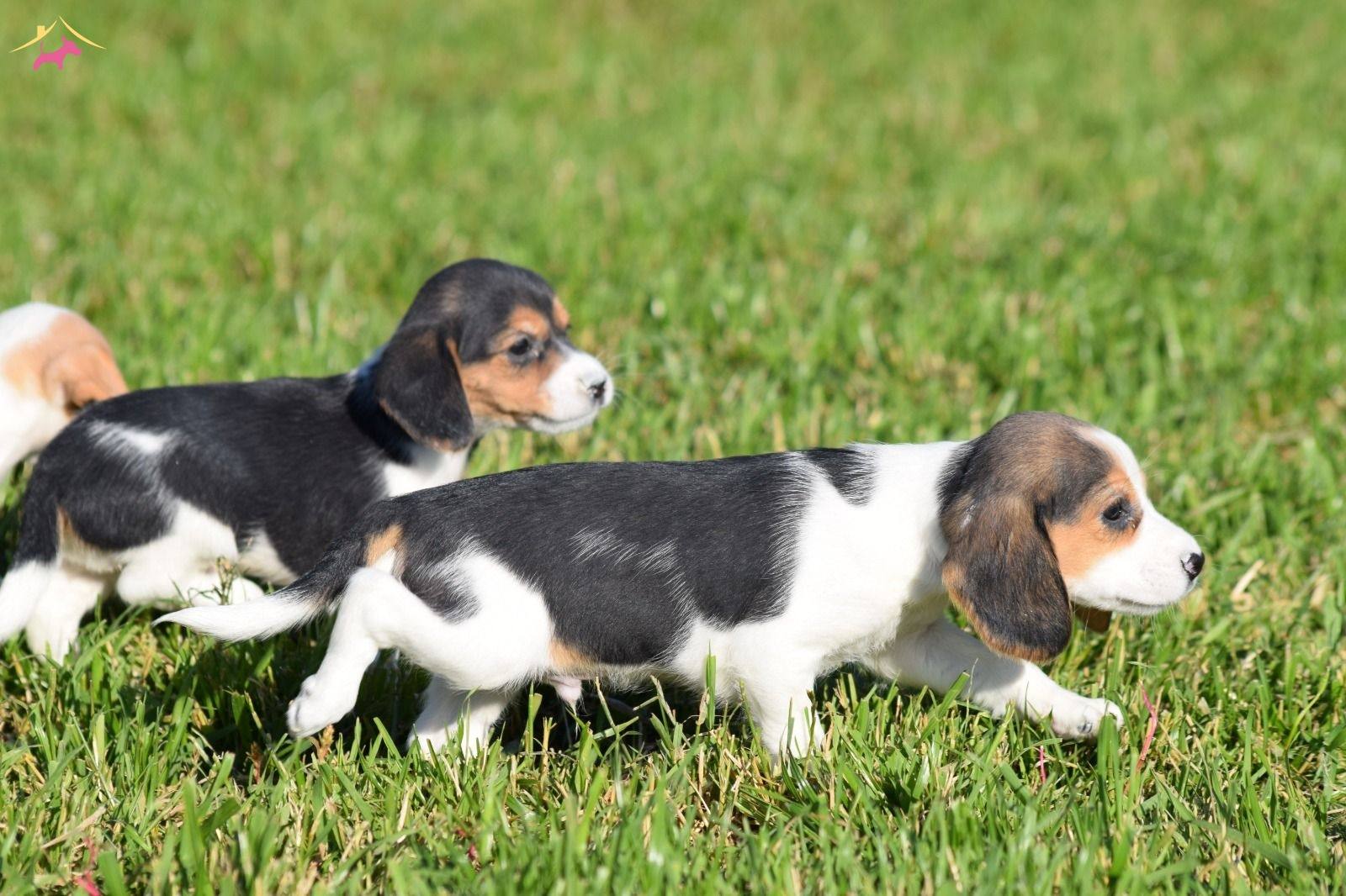 Irk Ve Sağlık Garantili Beagle Yavrular