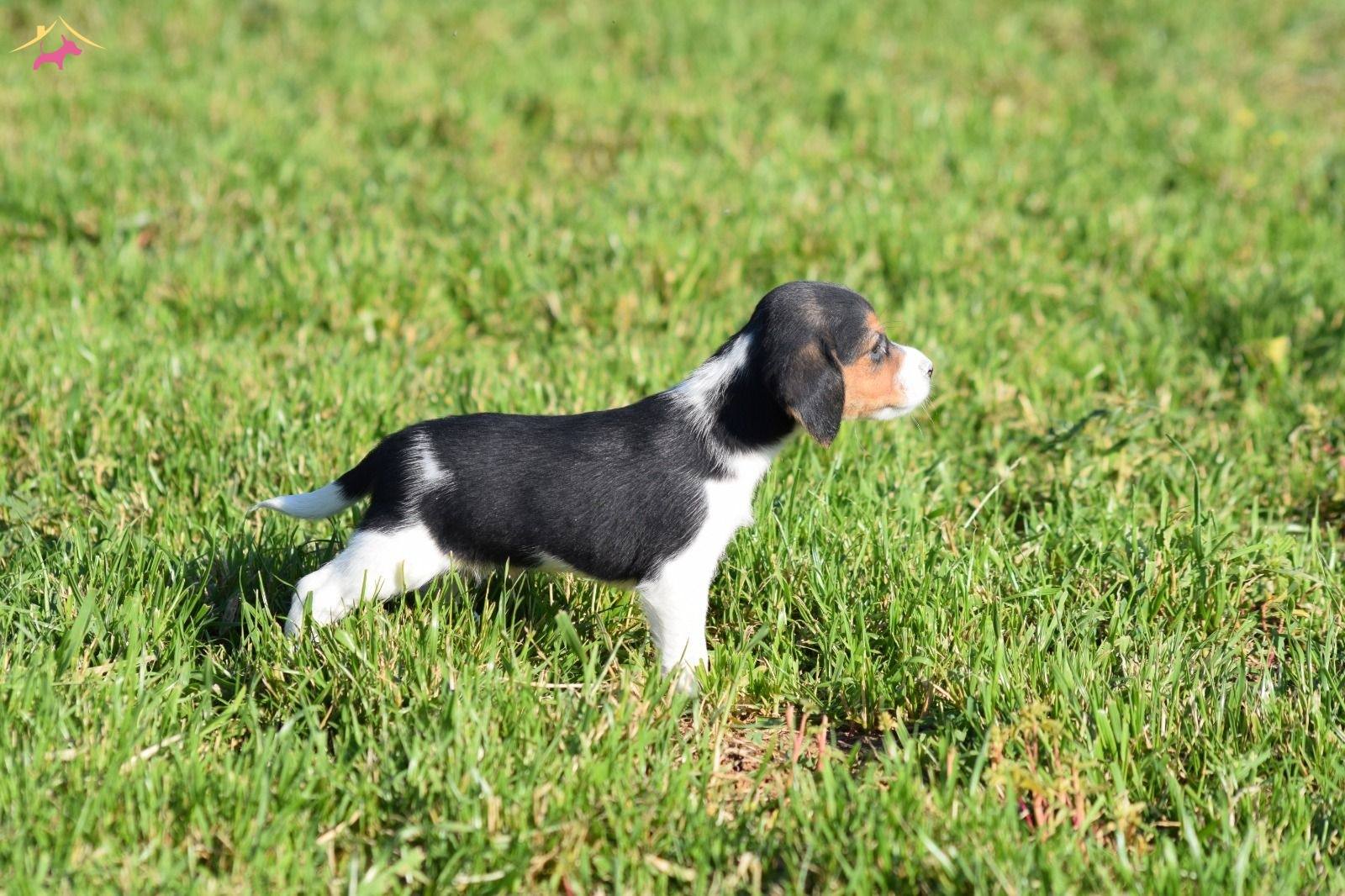 Irk Ve Sağlık Garantili Beagle Yavrular