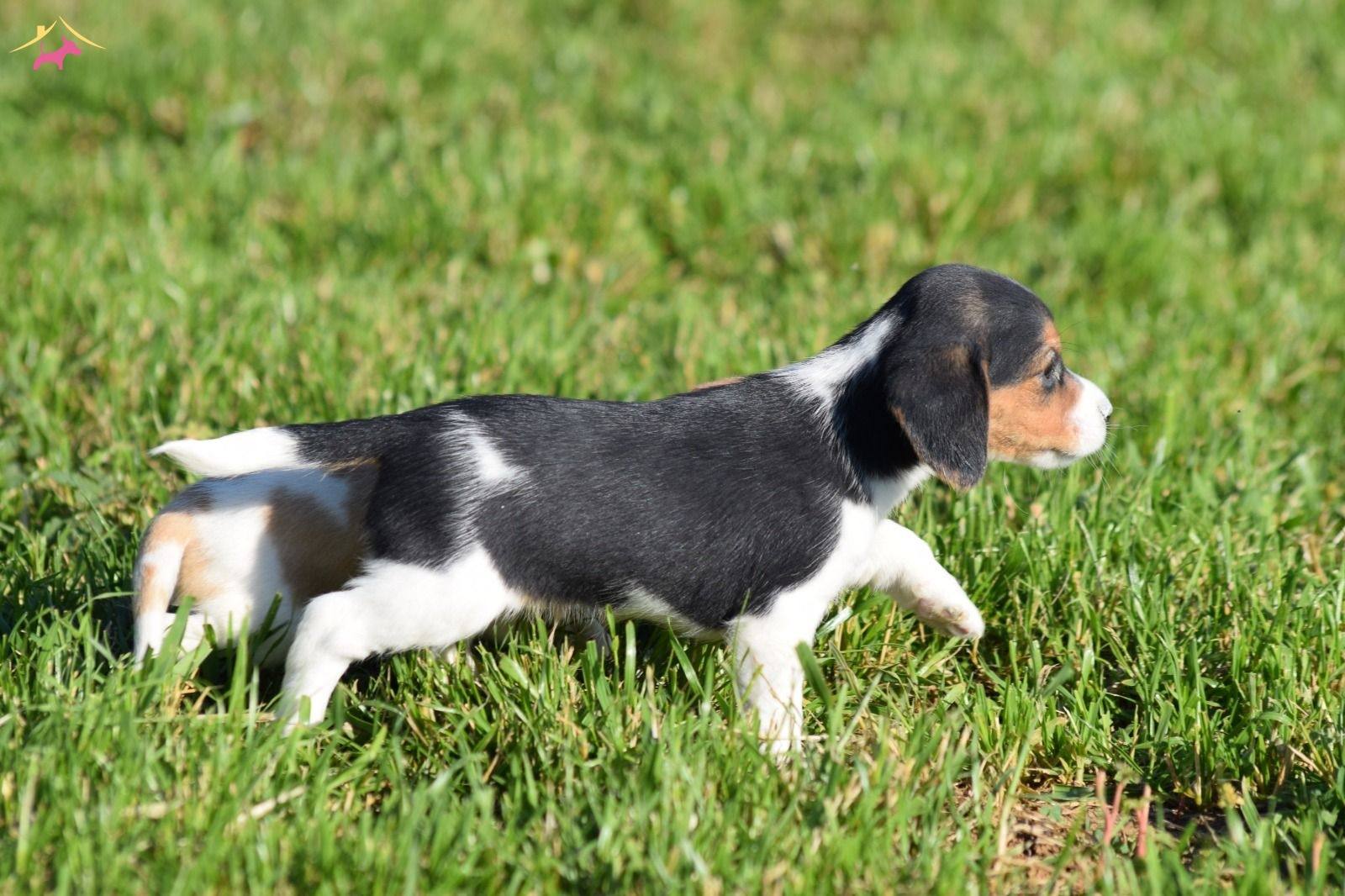 Irk Ve Sağlık Garantili Beagle Yavrular