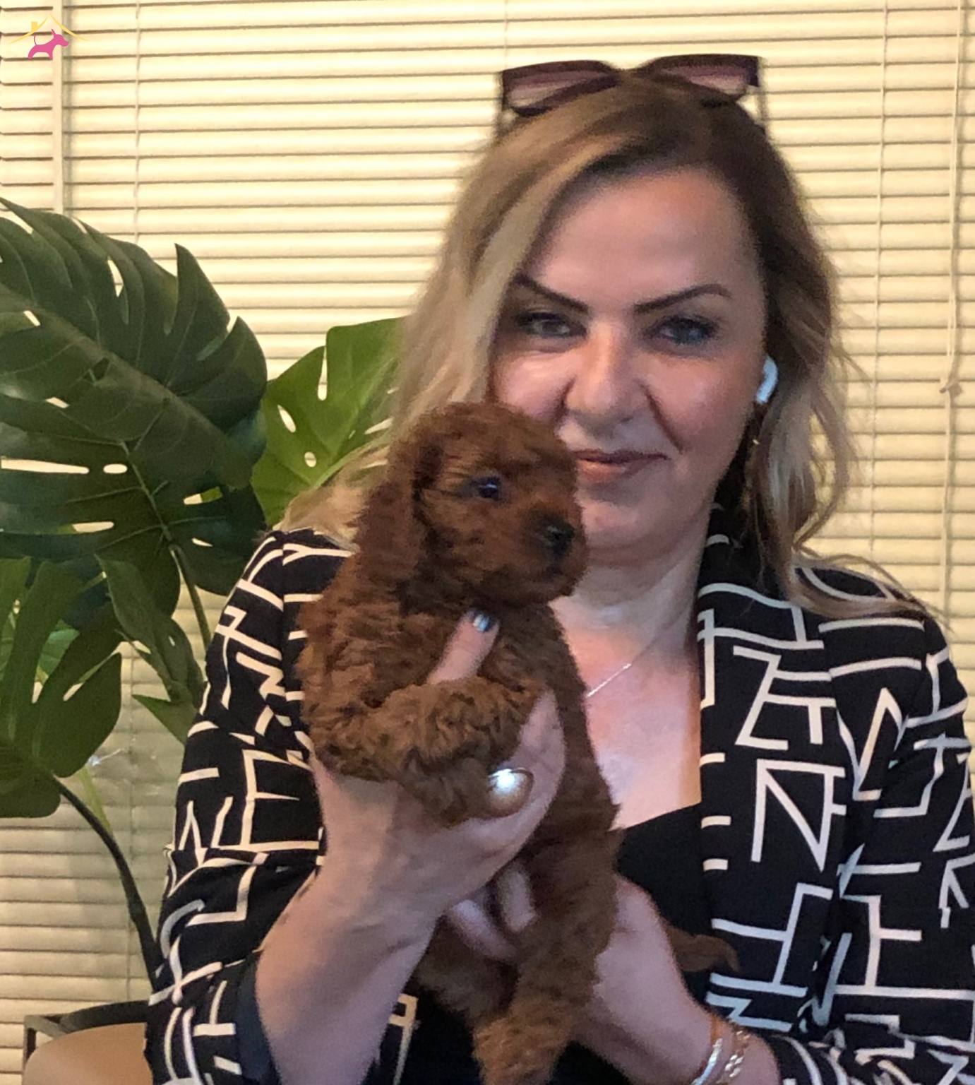 Microchip Li Pasaport Lu Harika Toy Poodle Yavrularımız