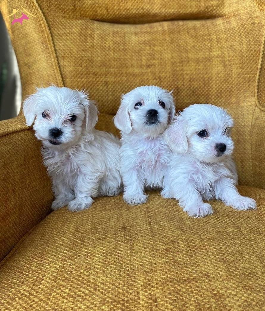Pamuk Gibi Maltese Terrier Yavrularmz