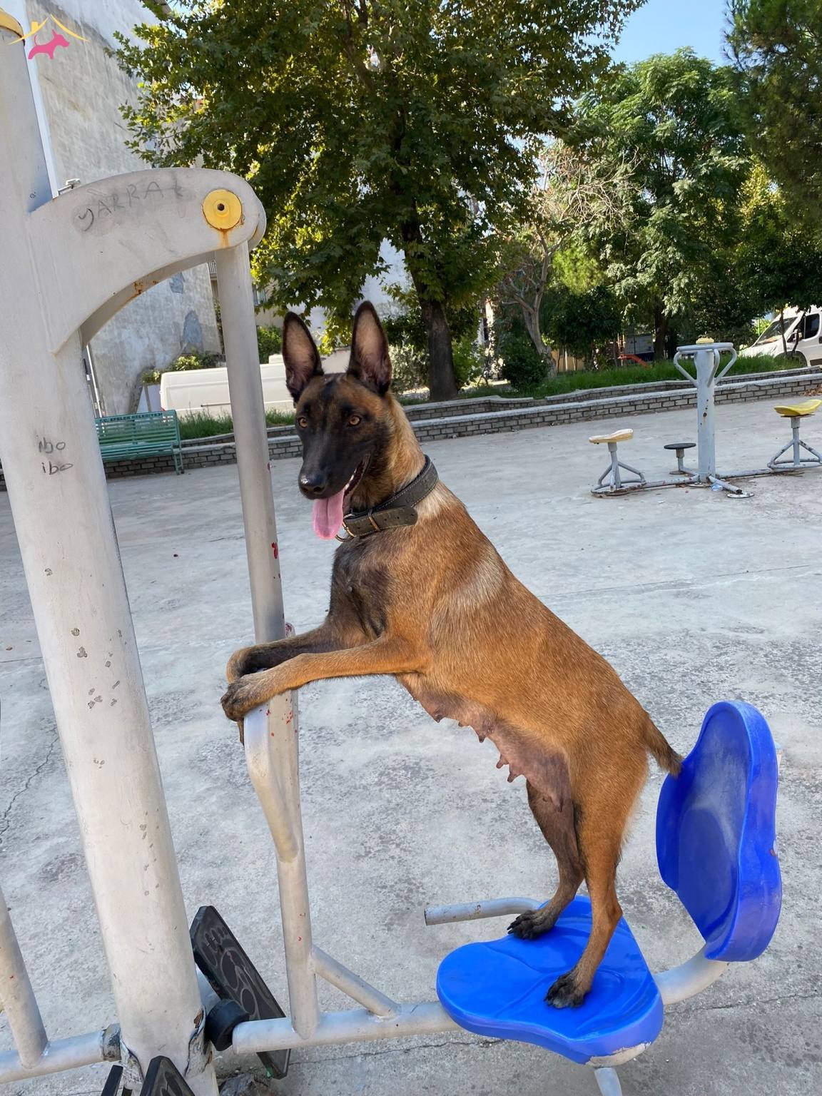 Irk Standartlarinda Muhteşem Yavrular