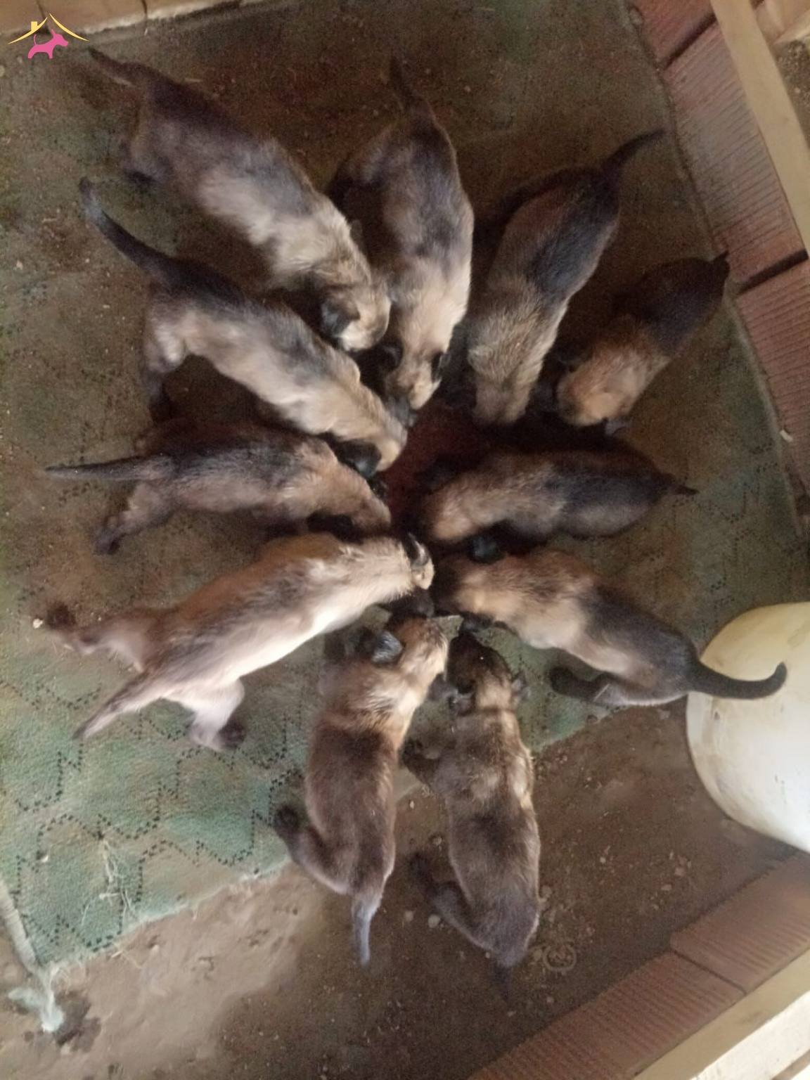 Irk Standartlarinda Muhteşem Yavrular