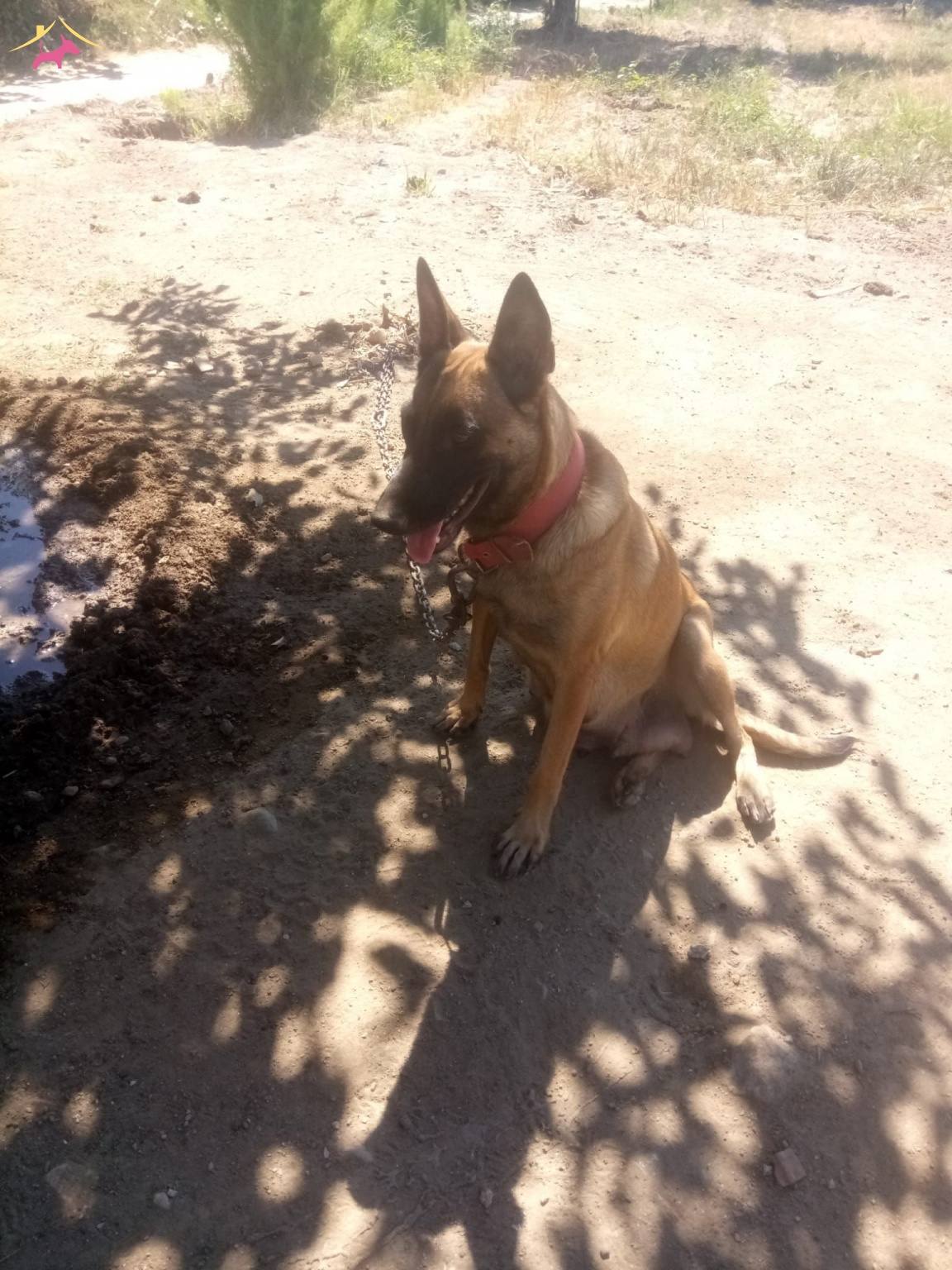 Irk Standartlarinda Muhteşem Yavrular