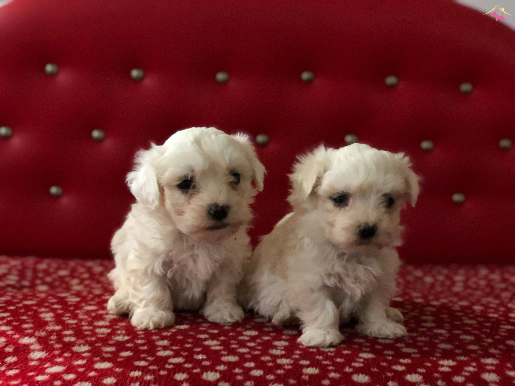 Maltese Terrier Yavrularmz