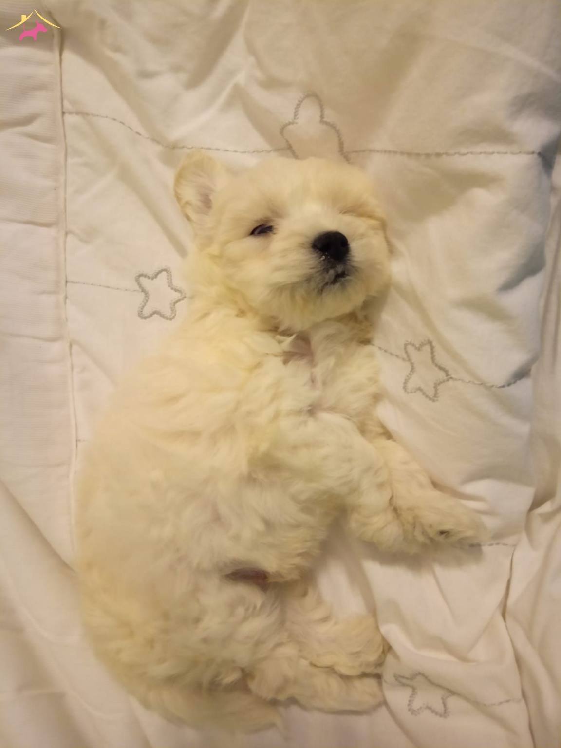 Kar Beyaz Maltese Terrier Bebeklerimiz