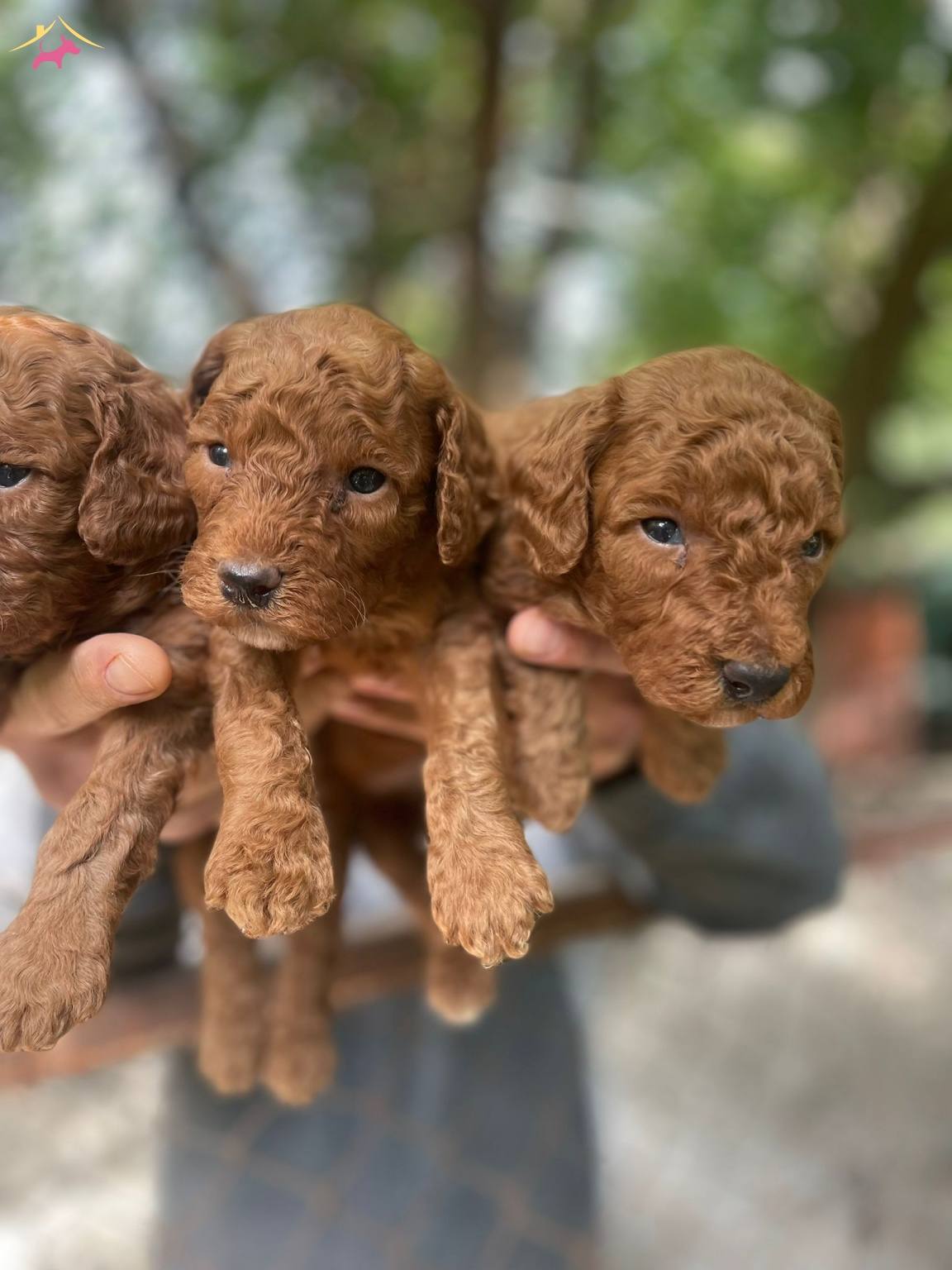 Gerçek Red Toy Poodle Bebeklerimiz