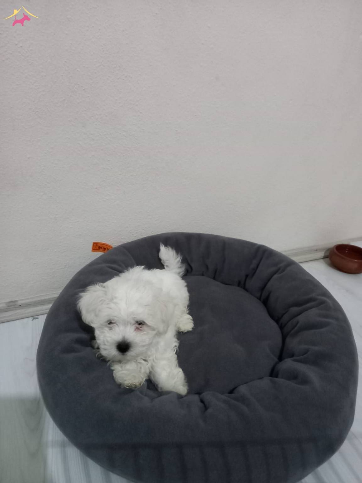 2 Aylık Maltese Terrier Minik Yavrularımız