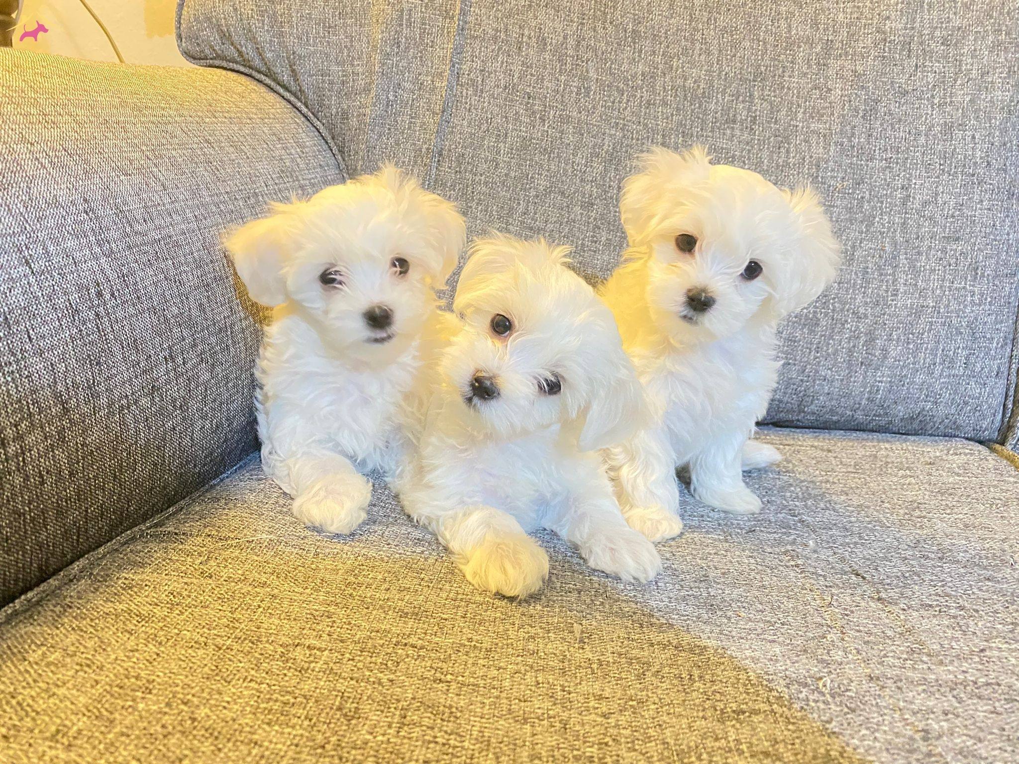 Kar Beyaz Yavrularimiz