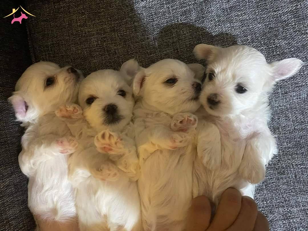 Kar Beyaz Yavrularimiz