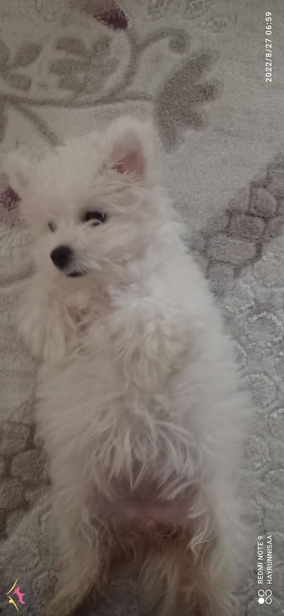 Kar Beyaz Yavrularimiz