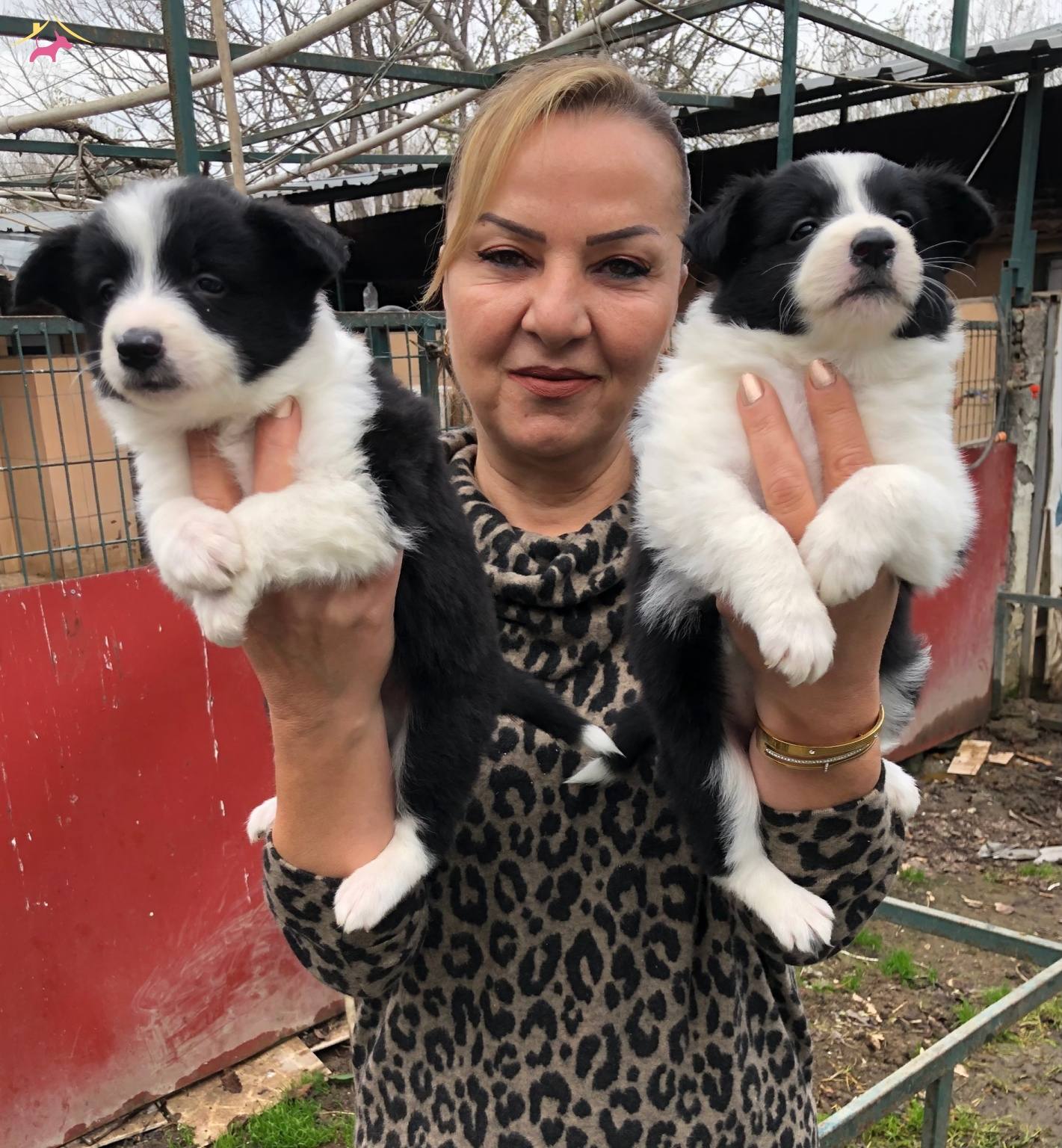 Muhteşem Irk Garantili Border Collie Yavrularımız