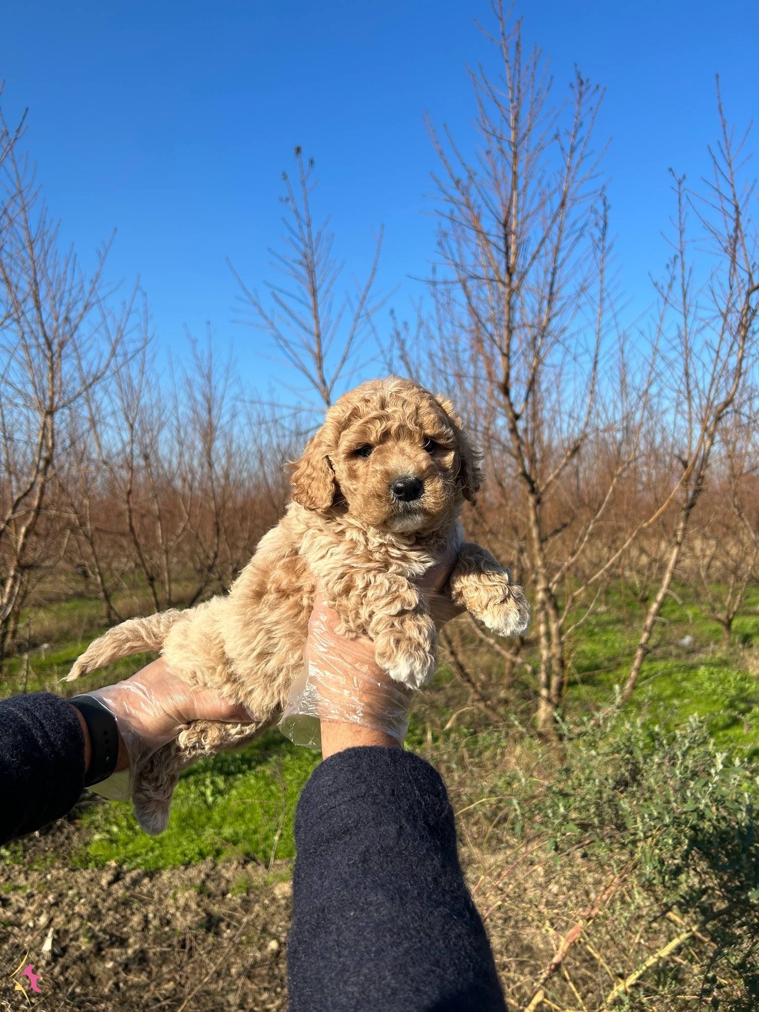Dikkat Cekici Toy Poodle Yavrularımiz