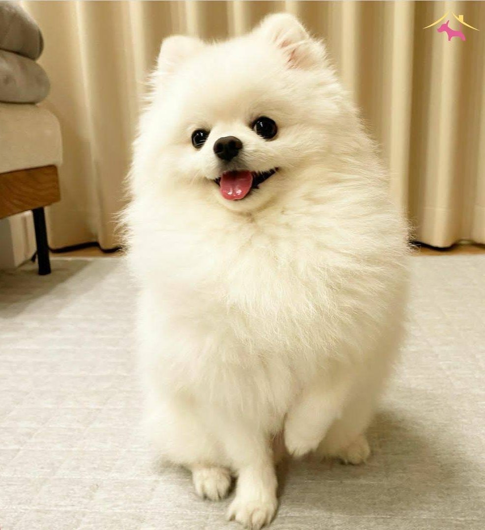 Sevimli patiler pomeranian boo
