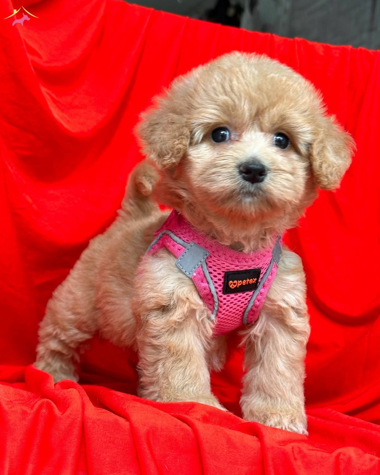 Maltipoo Saf Iirk En Kucuk Boy Bebeklerimiz