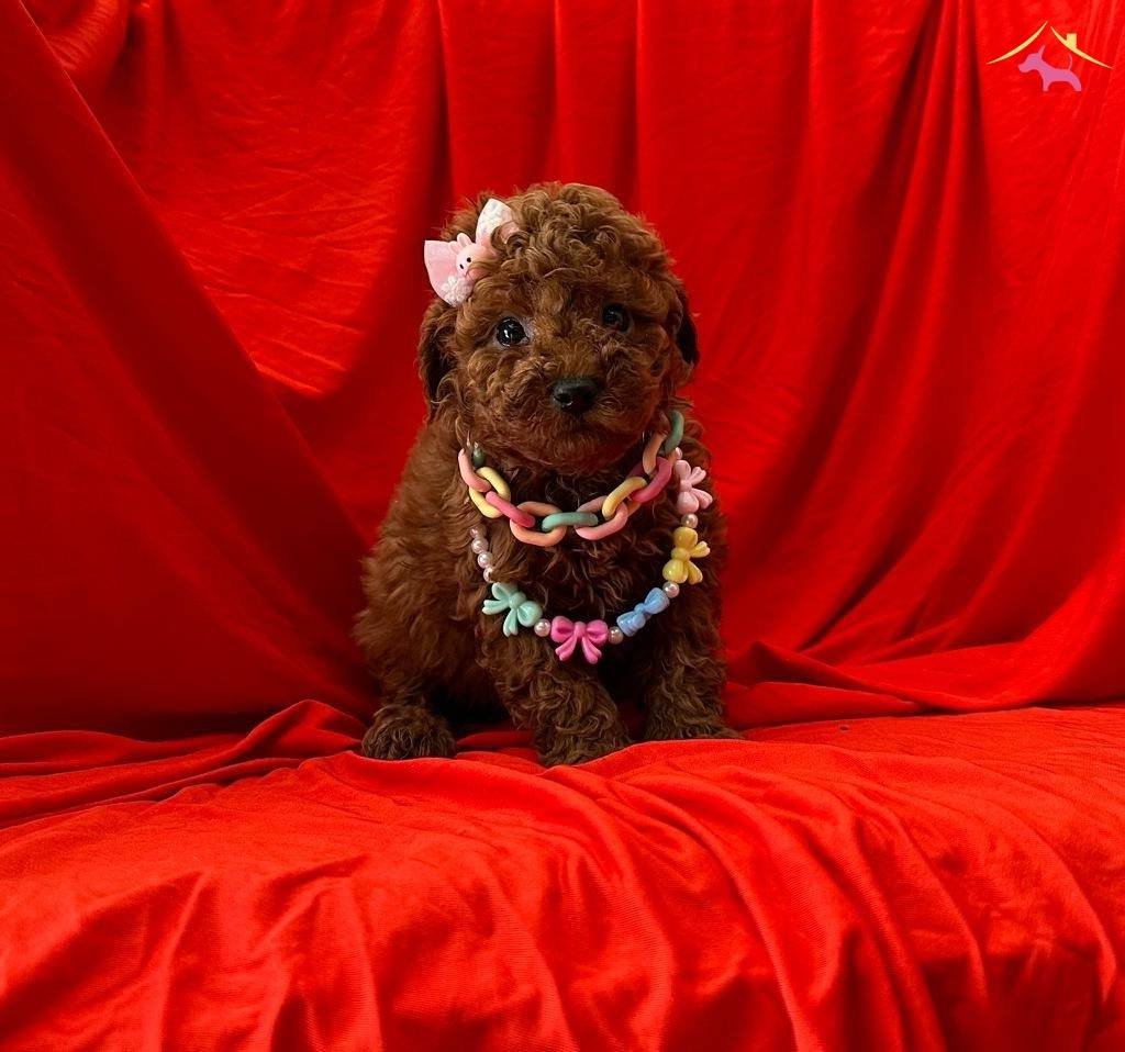 Red Brown Toy Poodle Yavrularımız