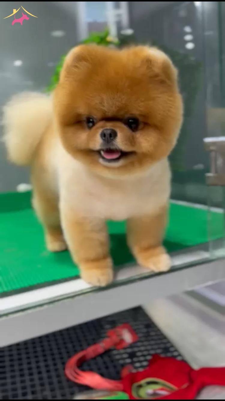 Sevimli patiler pomeranian boo