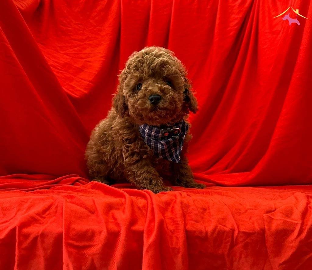 Red Brown Toy Poodle Yavrularımız
