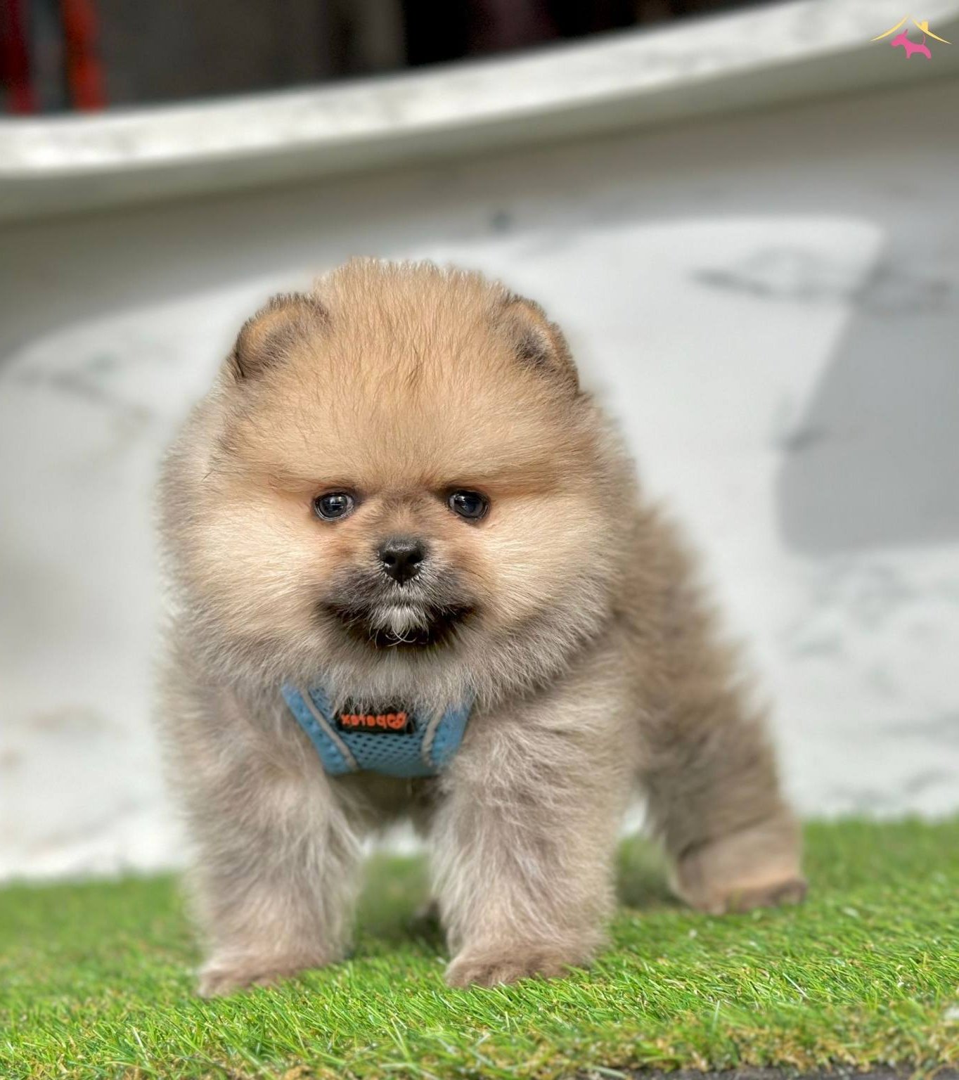 Bebek yüzlü Pomeranian