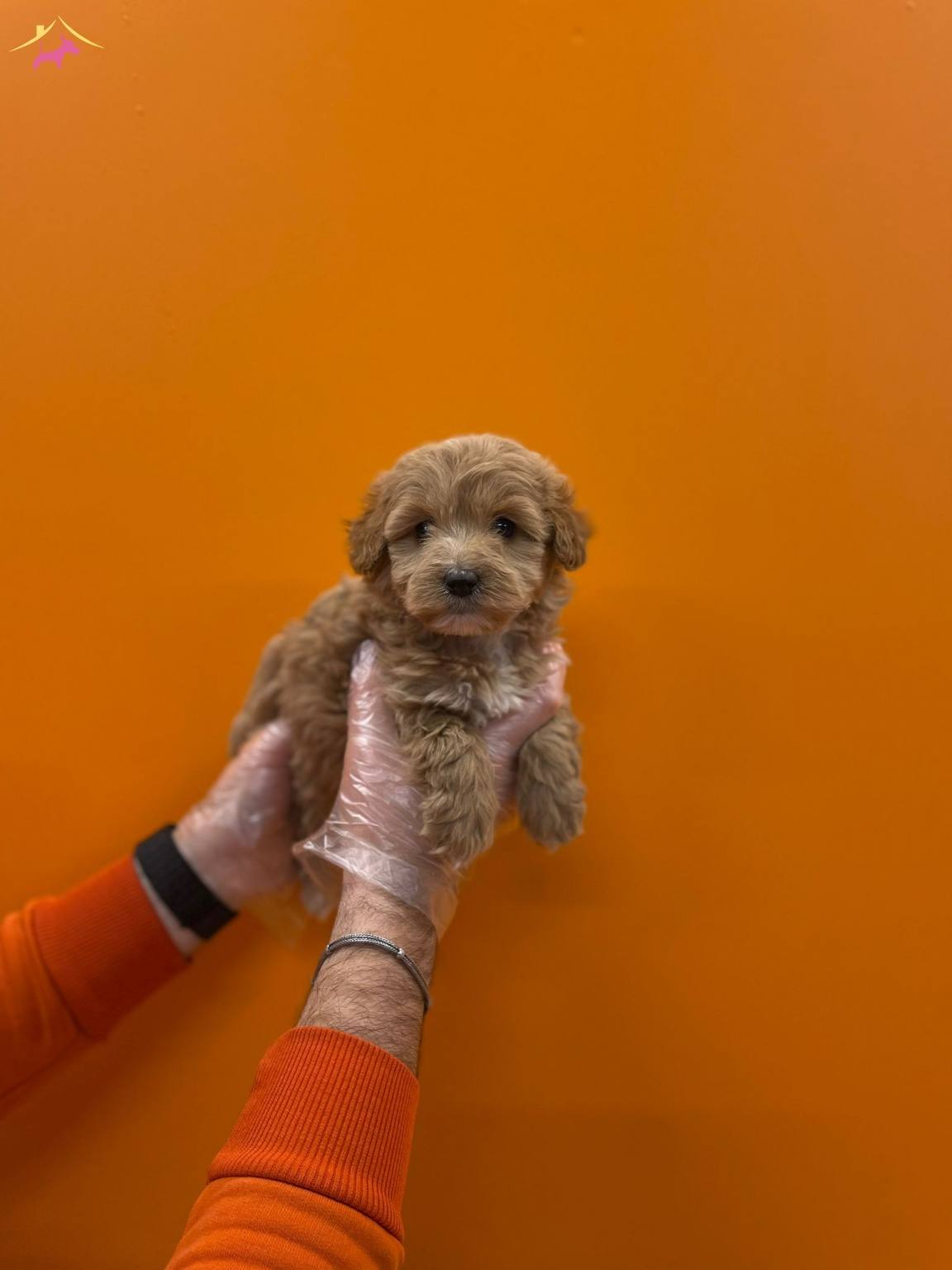 Tea Cup Maltipoo Yavrularımız