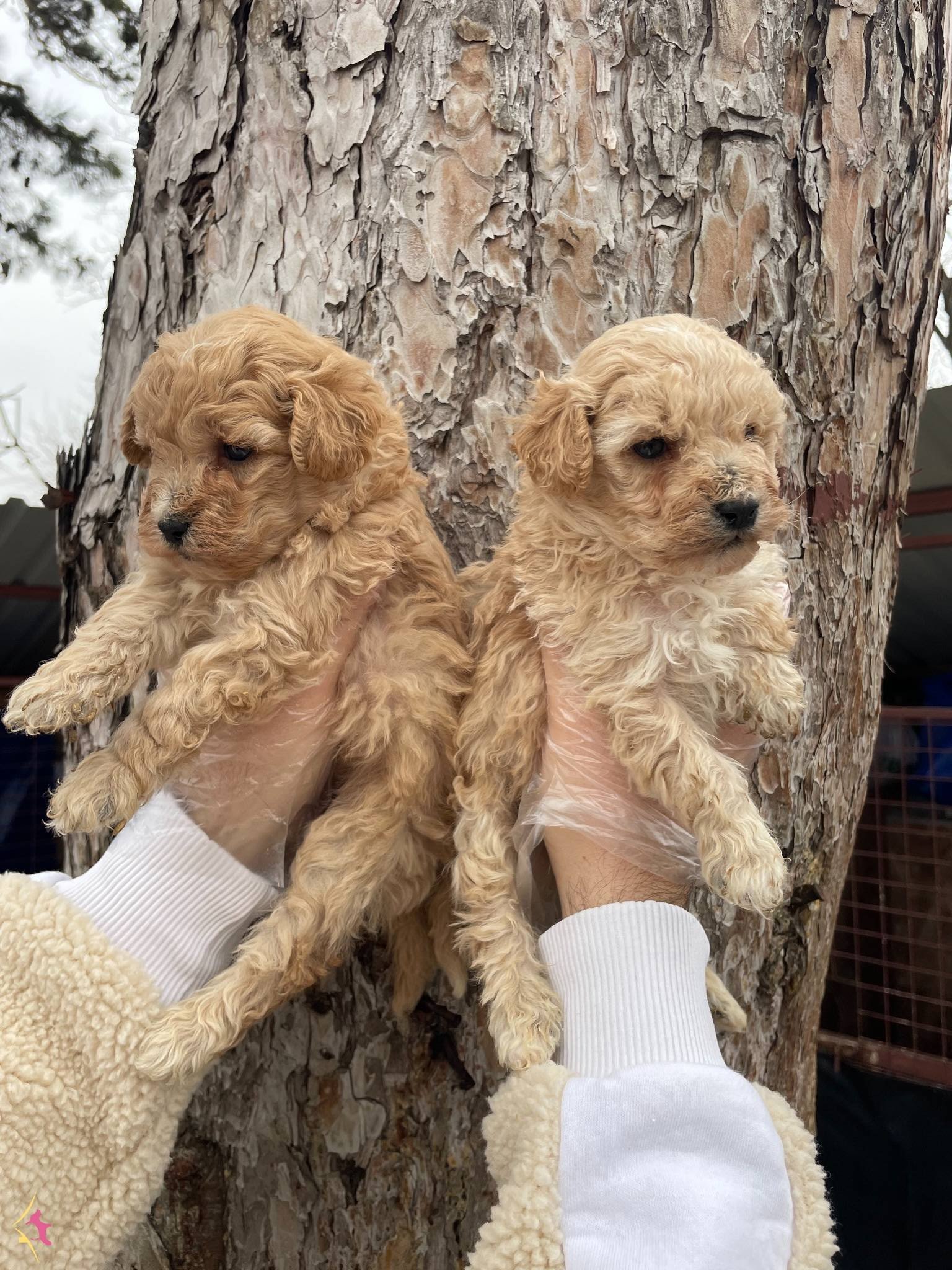 Orjinal Toy Poodle Yavrularımız