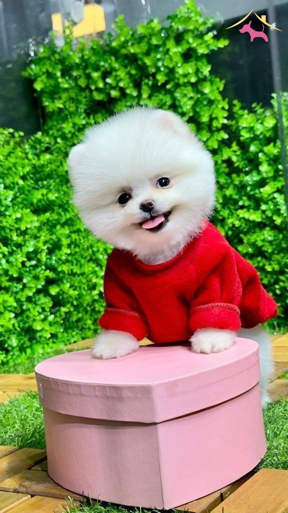 Pomeranian Yavrularımız Gelmistir