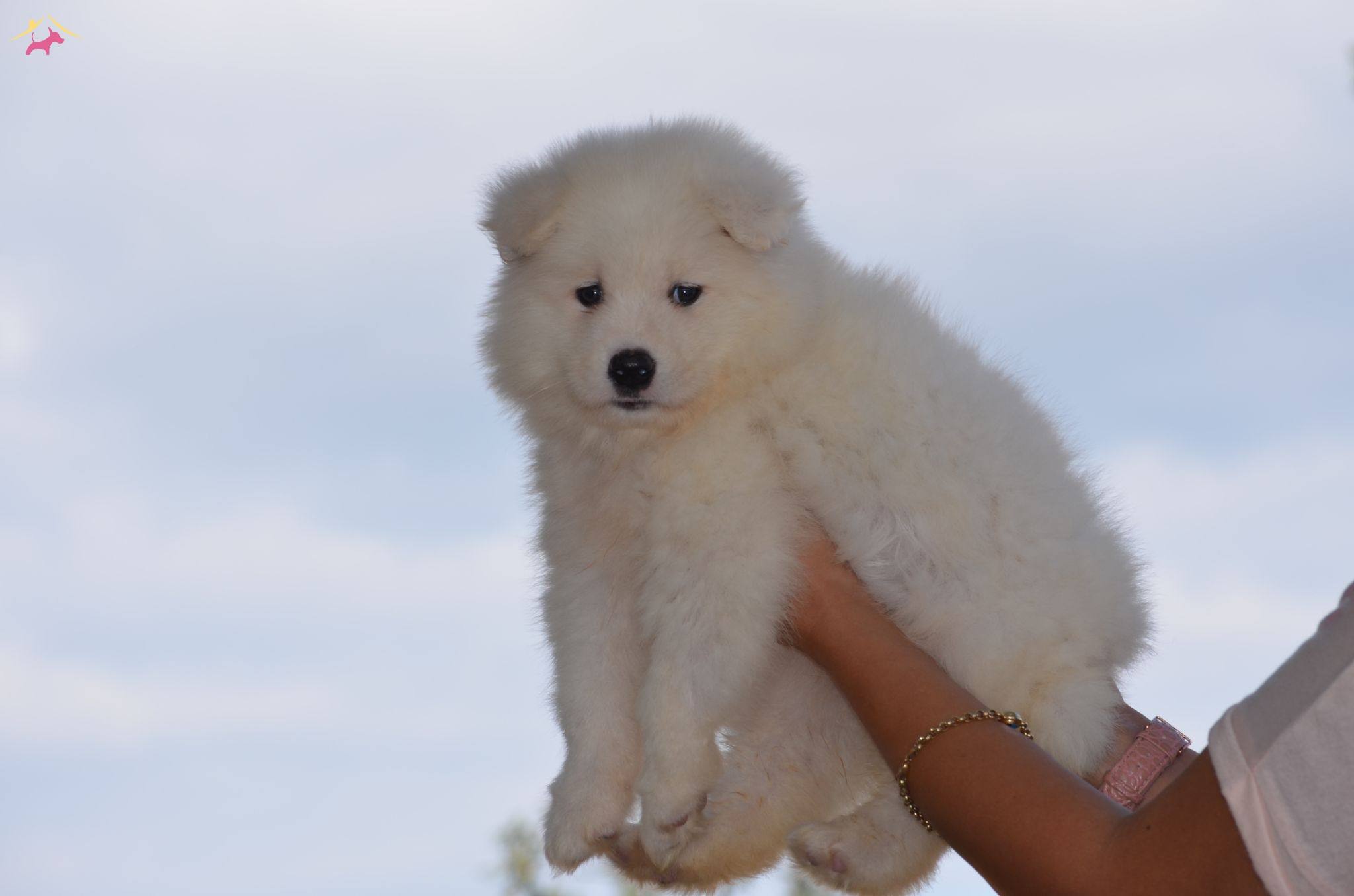 Kar Beyazı Samoyed Yavrularımız